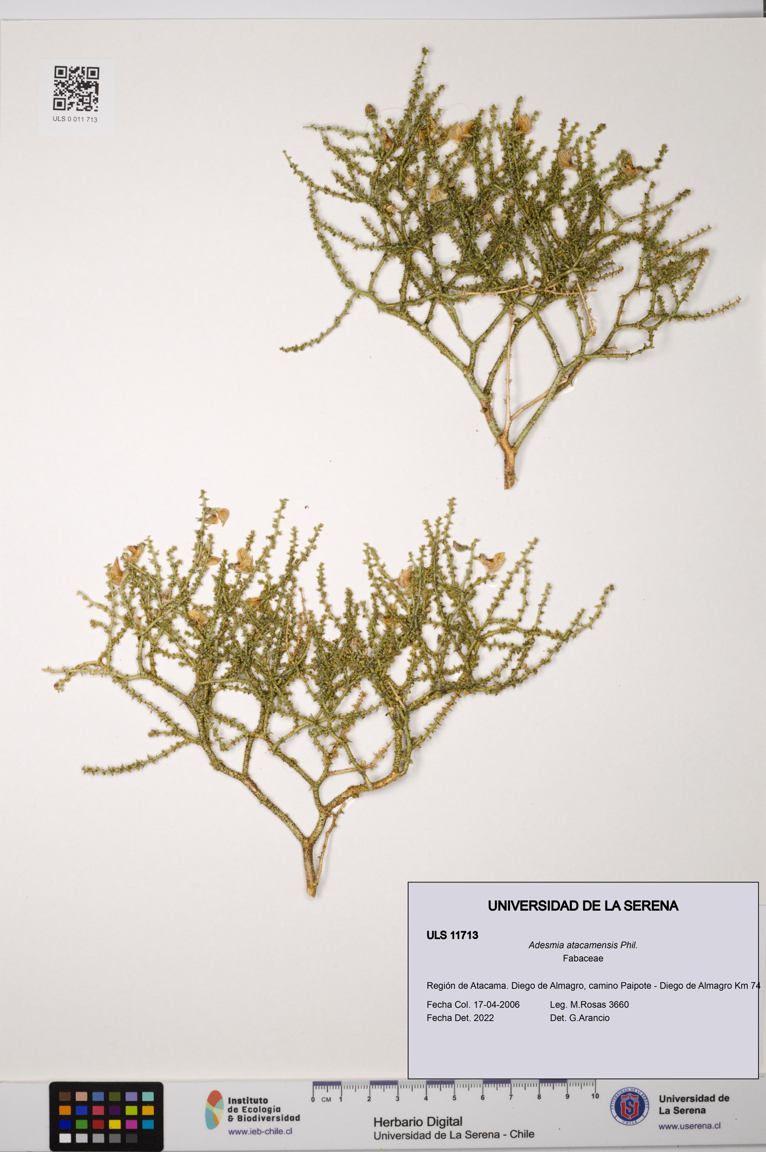 Adesmia atacamensis [Espécimen: ]