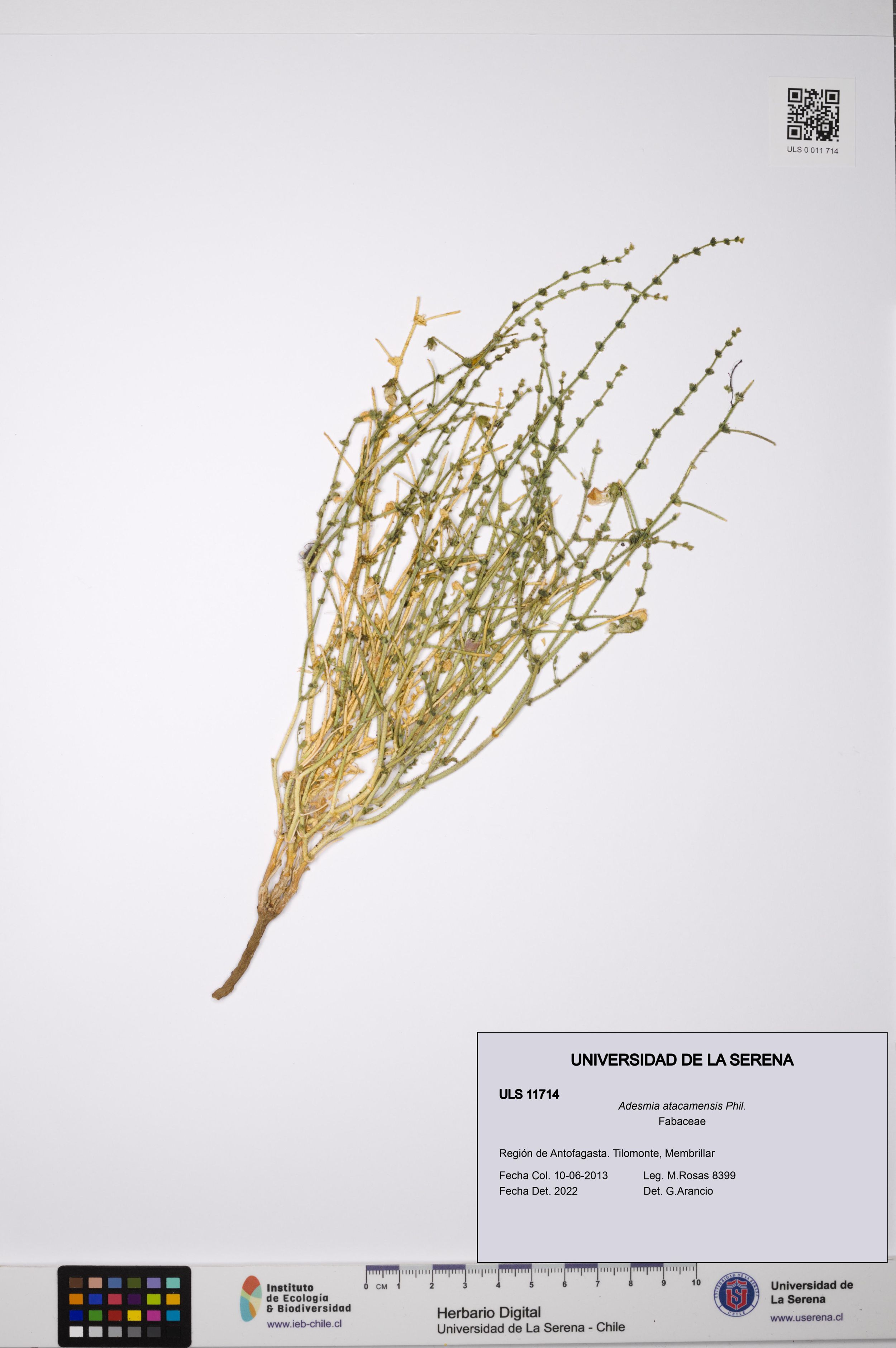Adesmia atacamensis [Espécimen: ]