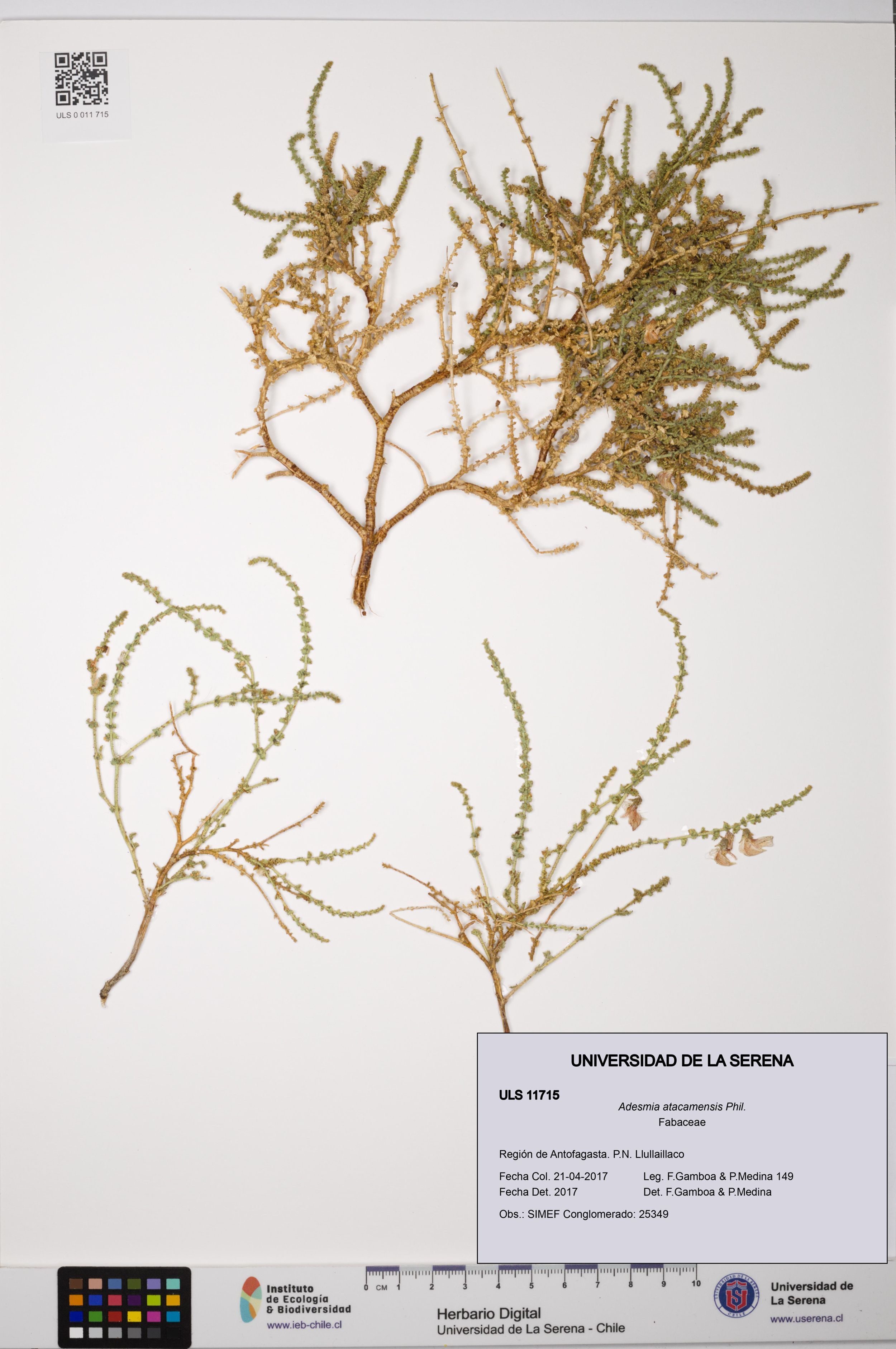 Adesmia atacamensis [Espécimen: ]