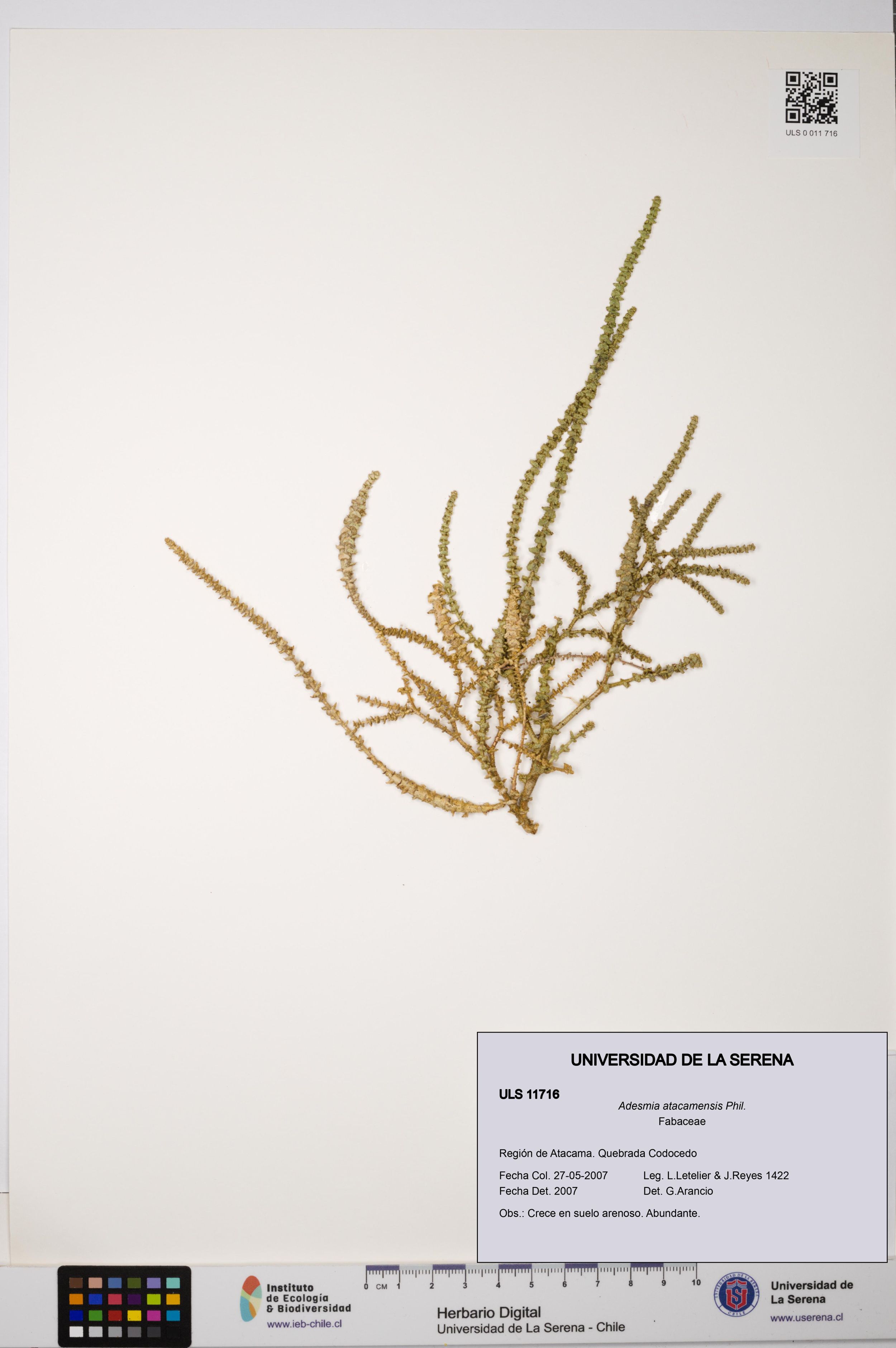 Adesmia atacamensis [Espécimen: ]