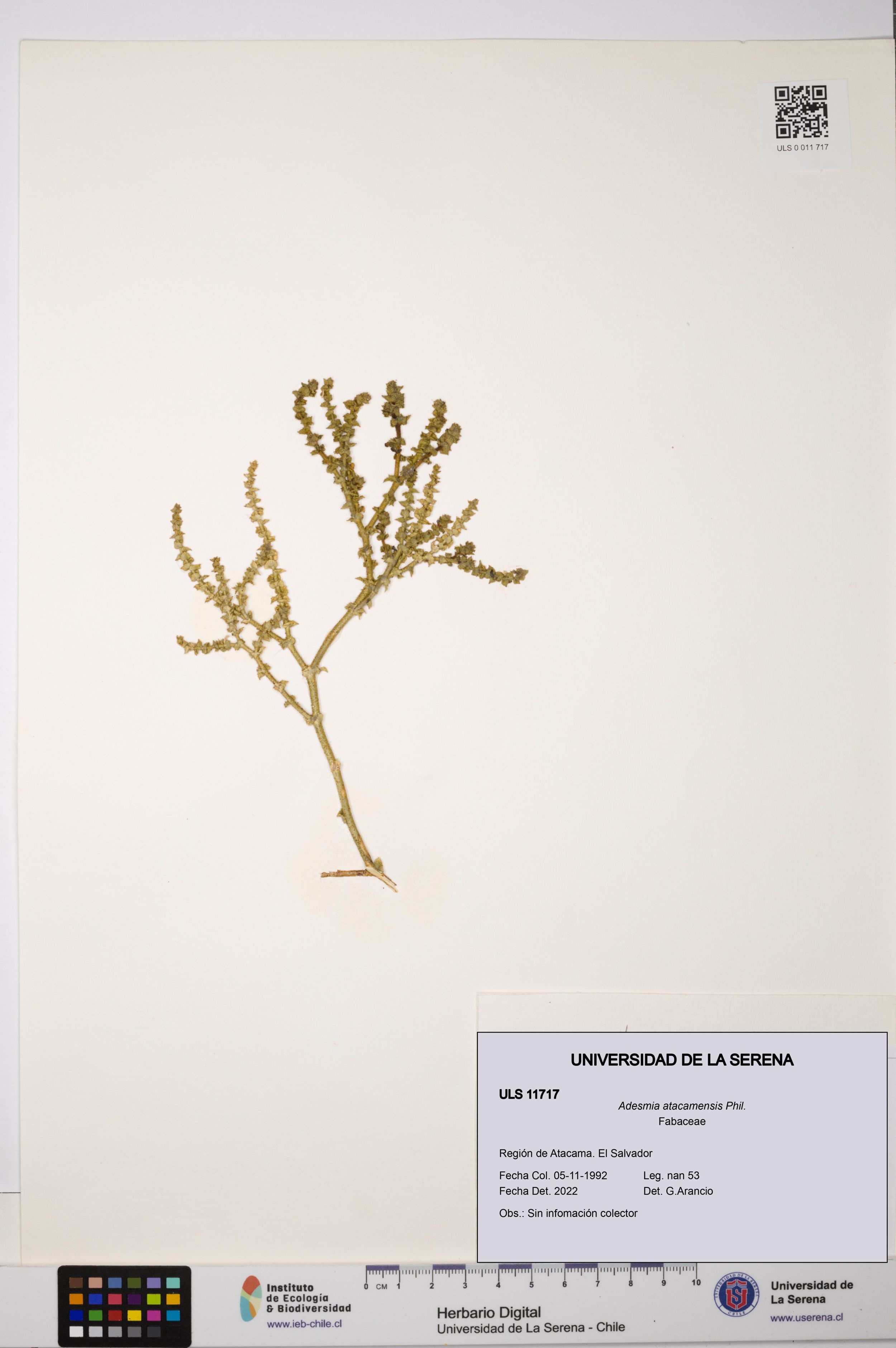 Adesmia atacamensis [Espécimen: ]