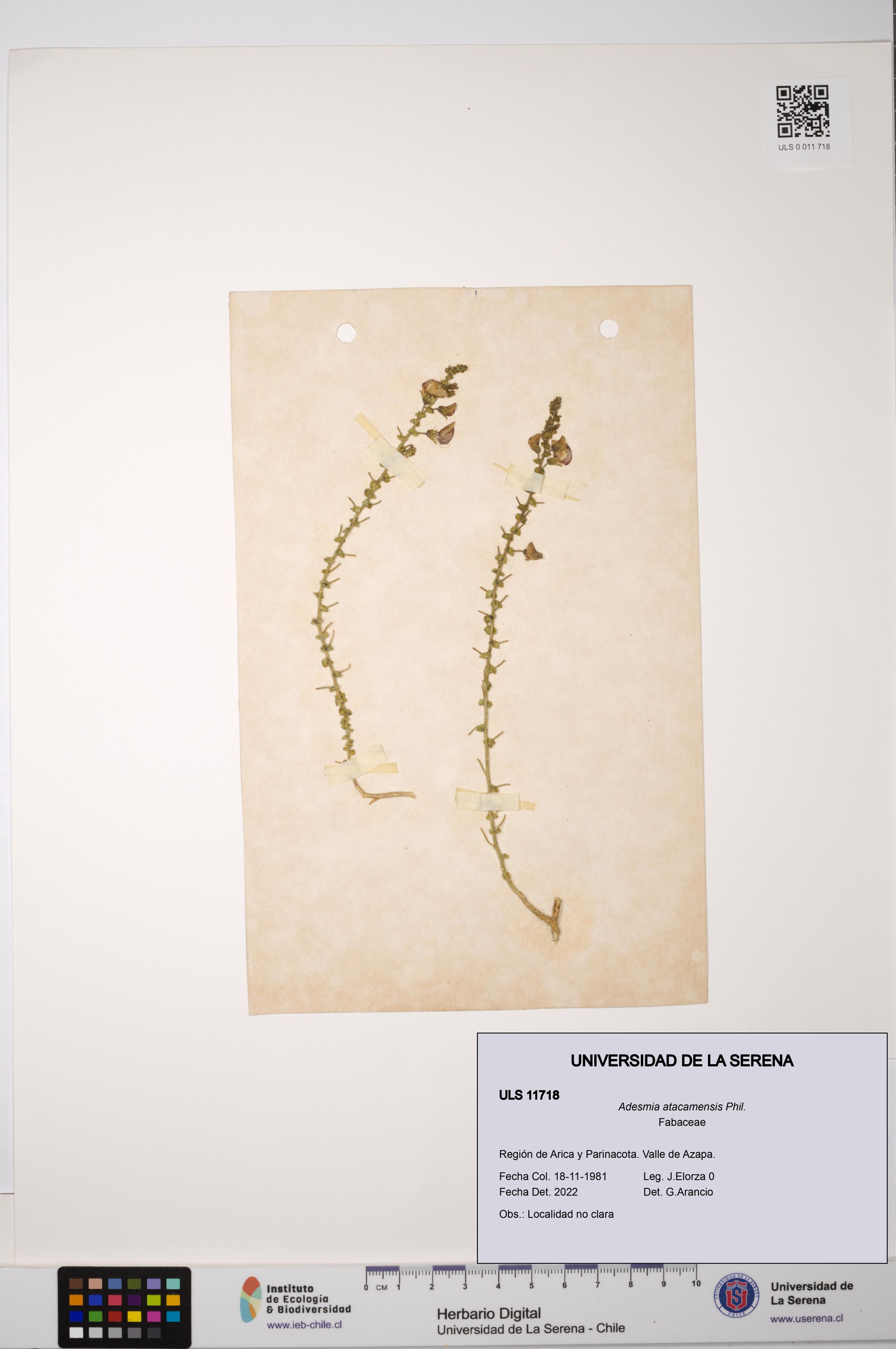 Adesmia atacamensis [Espécimen: ]