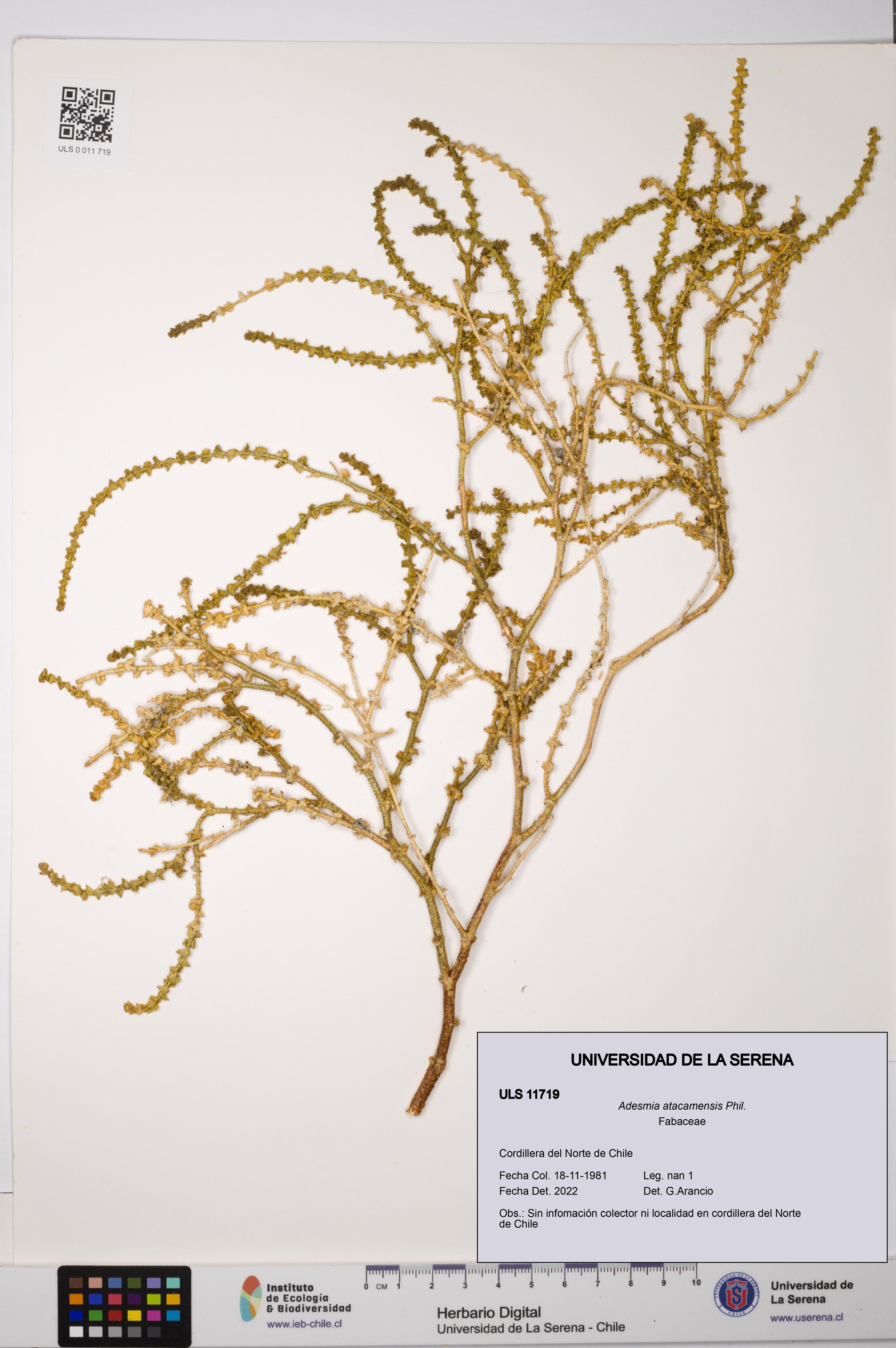 Adesmia atacamensis [Espécimen: ]