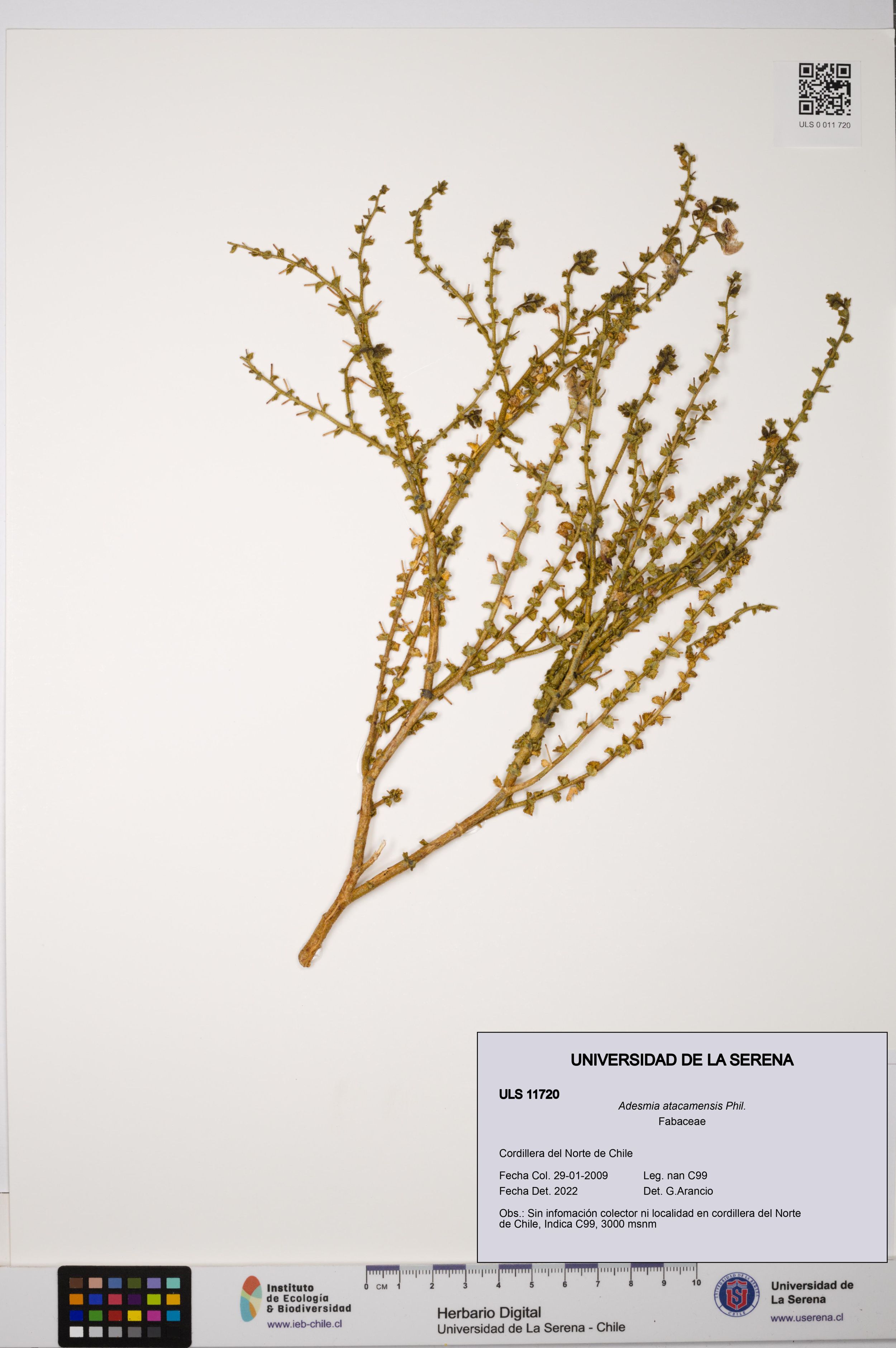 Adesmia atacamensis [Espécimen: ]