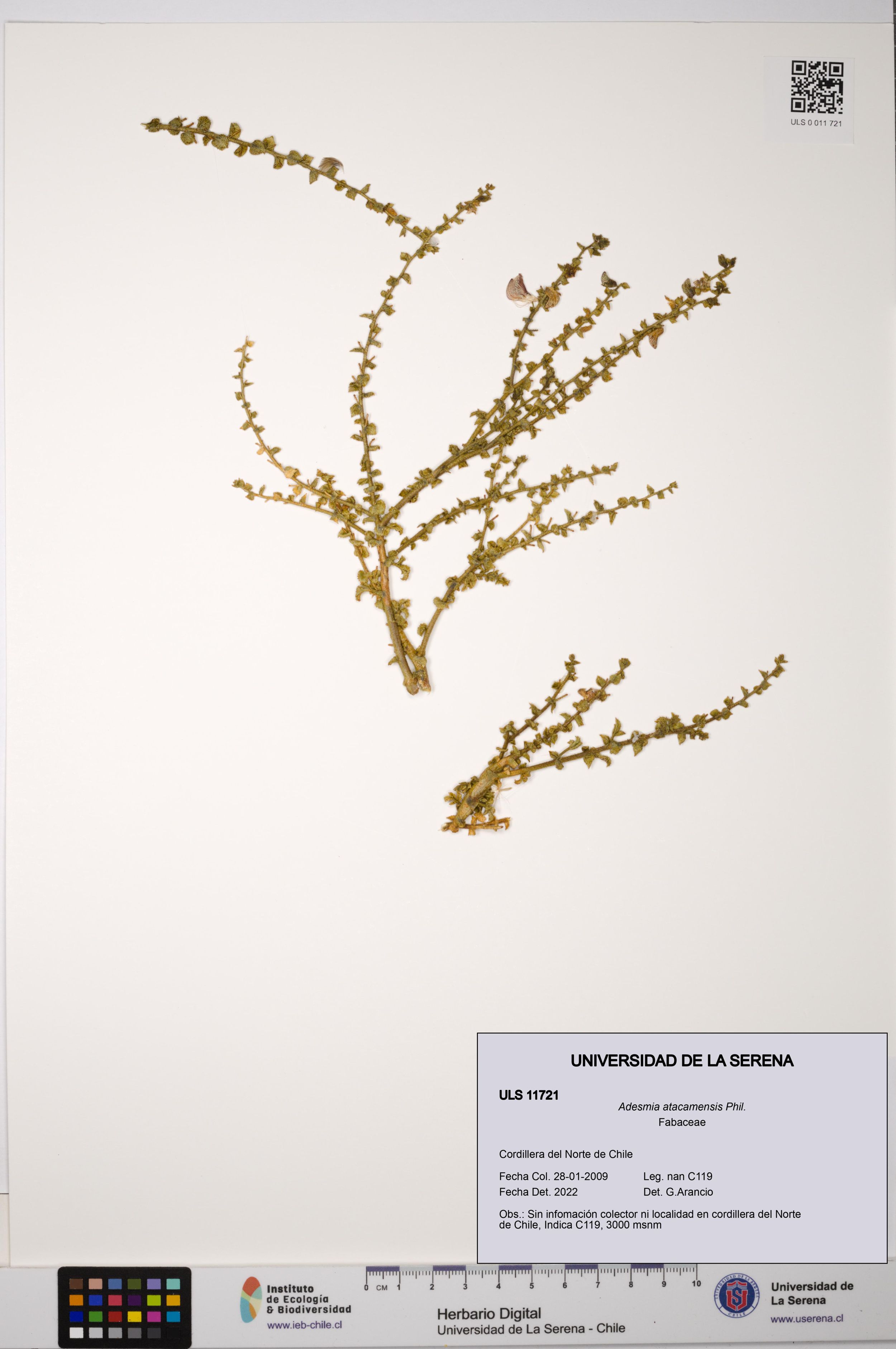 Adesmia atacamensis [Espécimen: ]