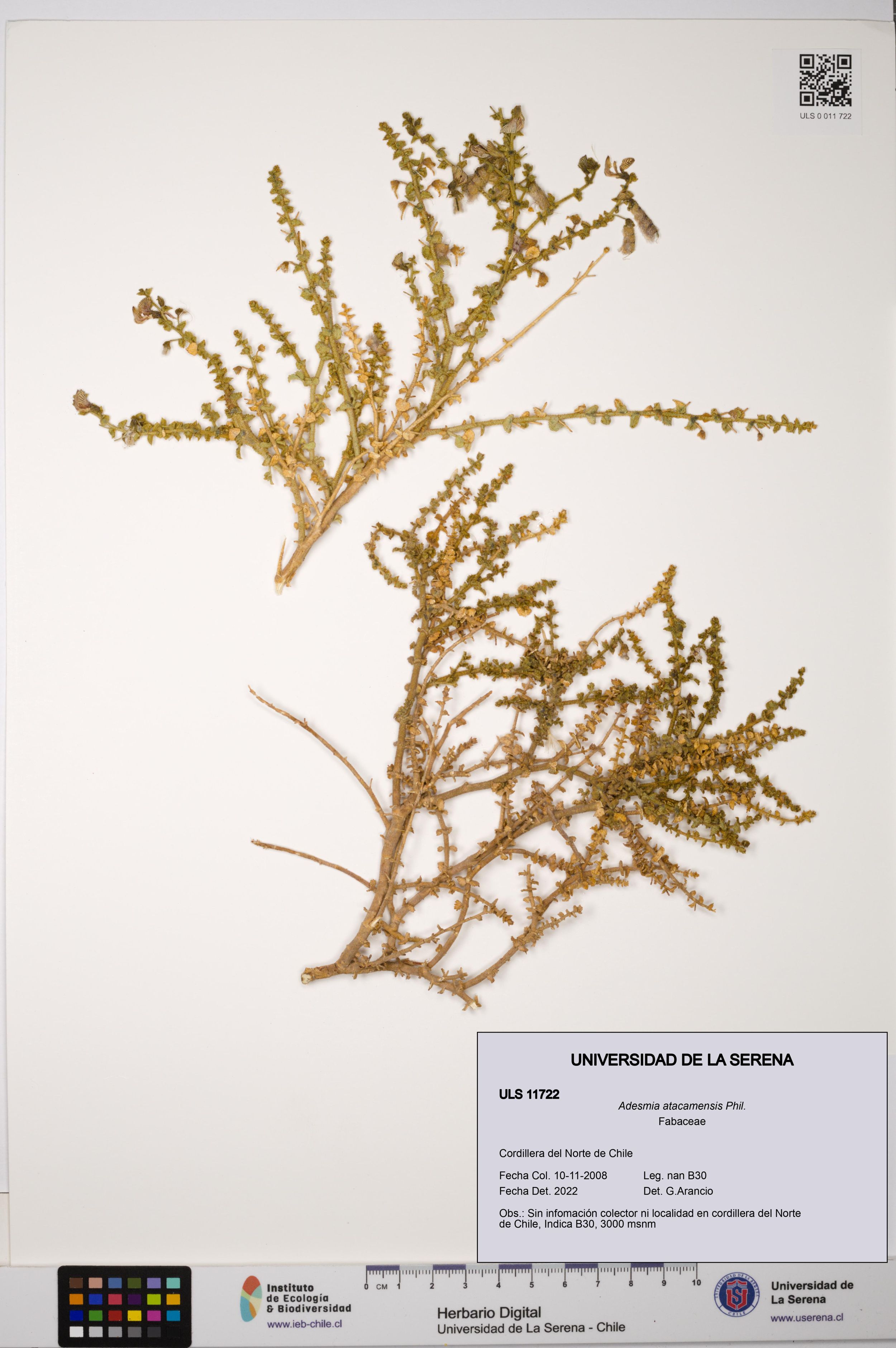 Adesmia atacamensis [Espécimen: ]
