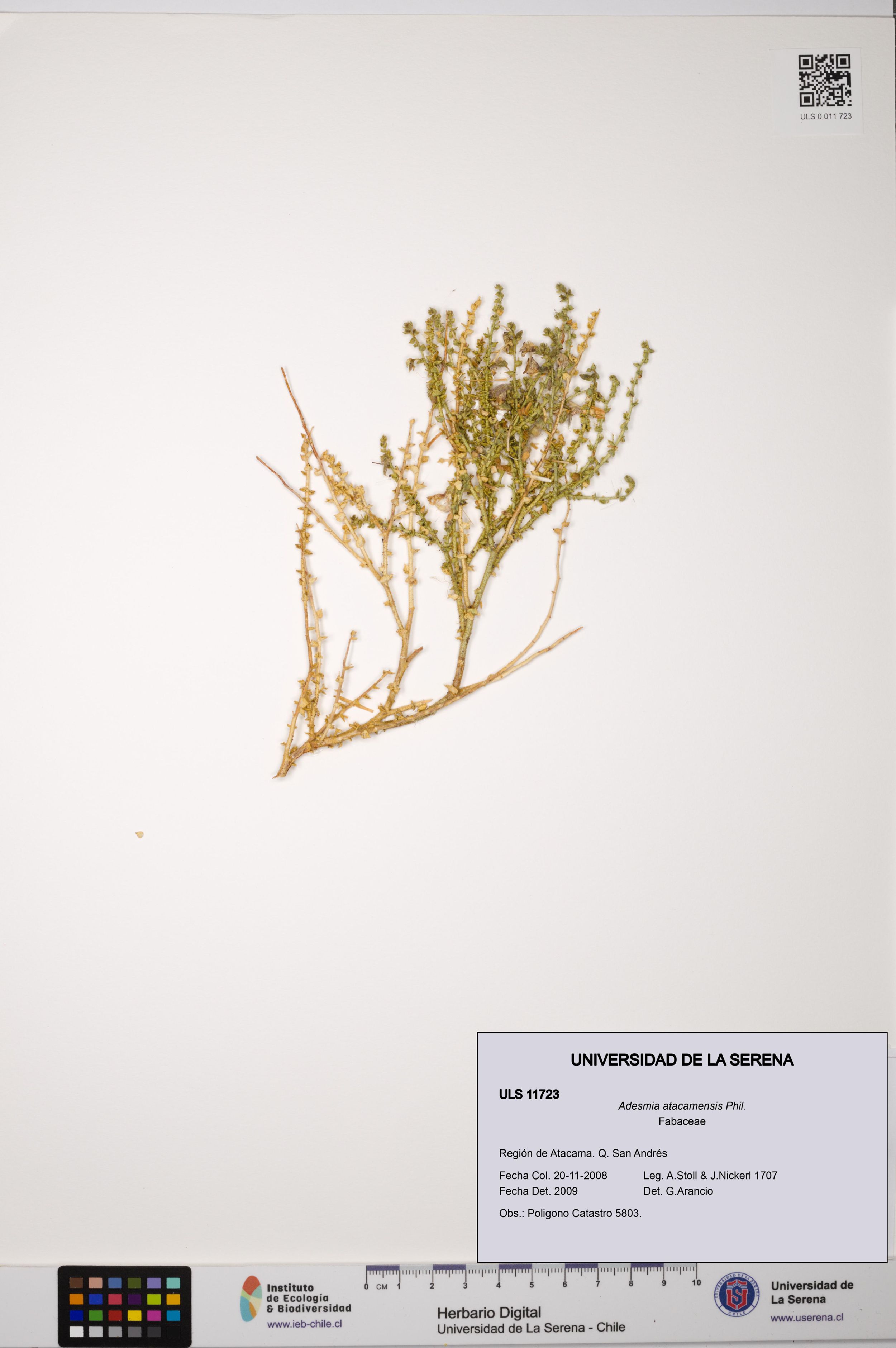 Adesmia atacamensis [Espécimen: ]
