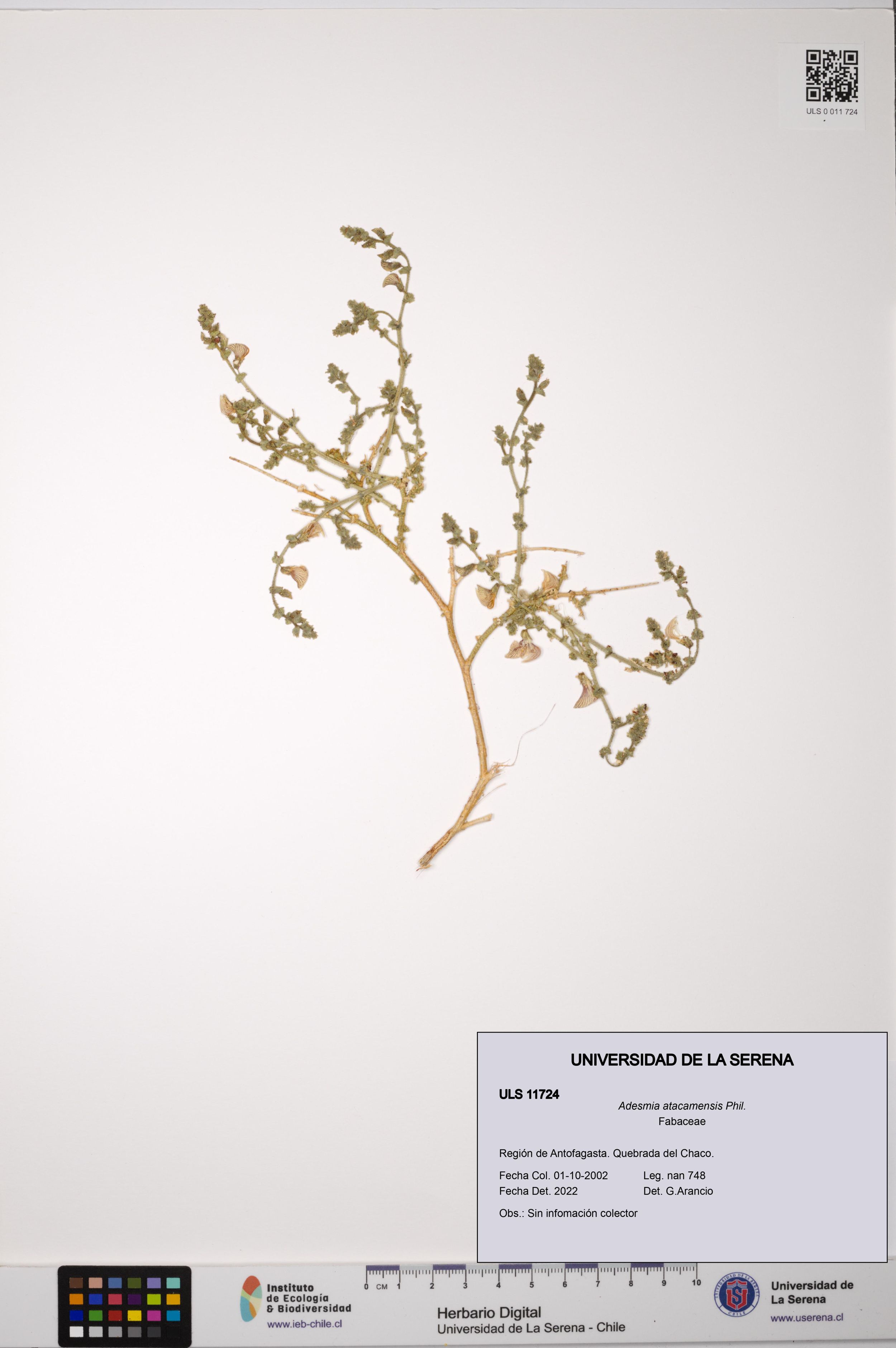 Adesmia atacamensis [Espécimen: ]