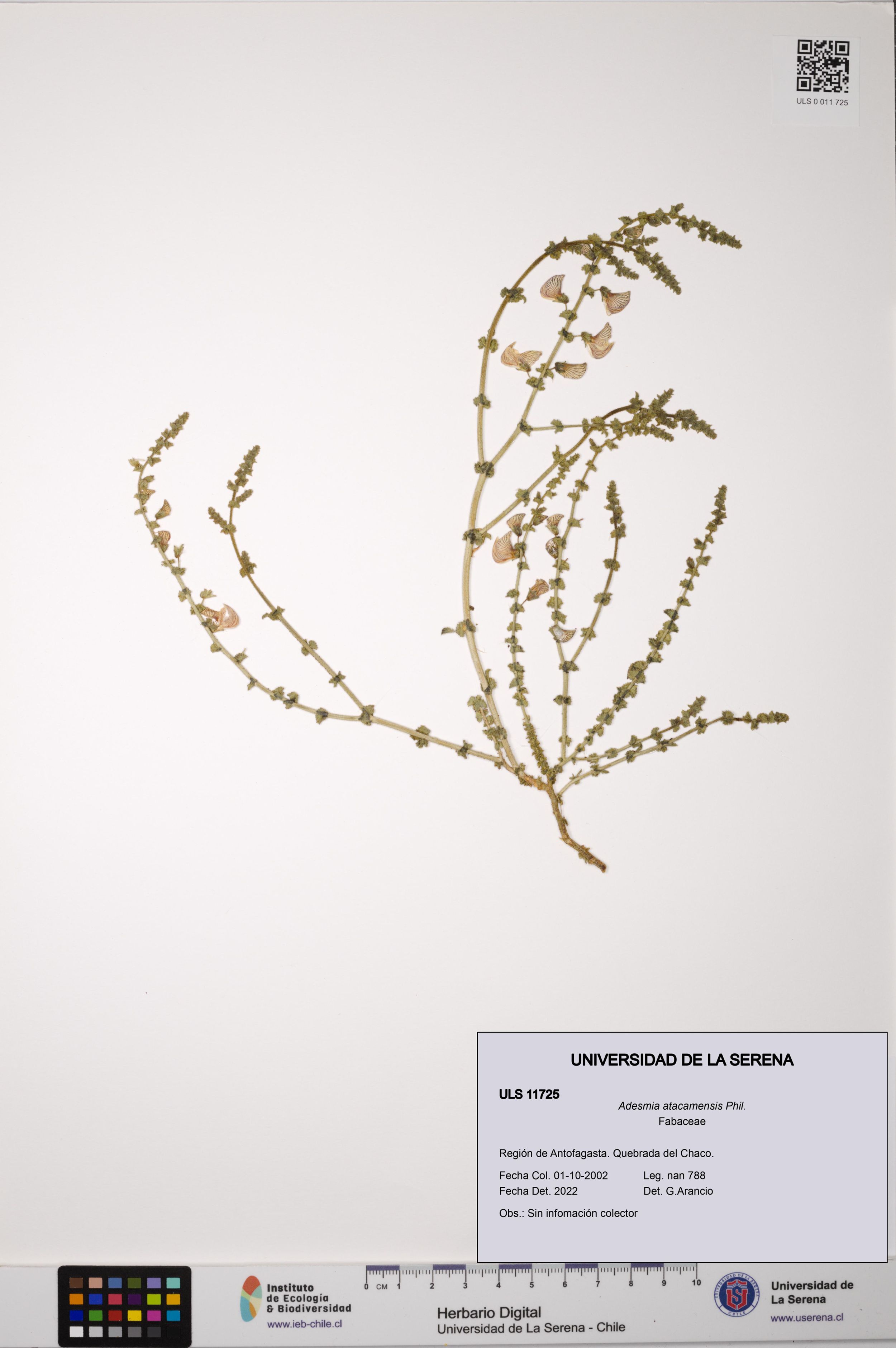 Adesmia atacamensis [Espécimen: ]