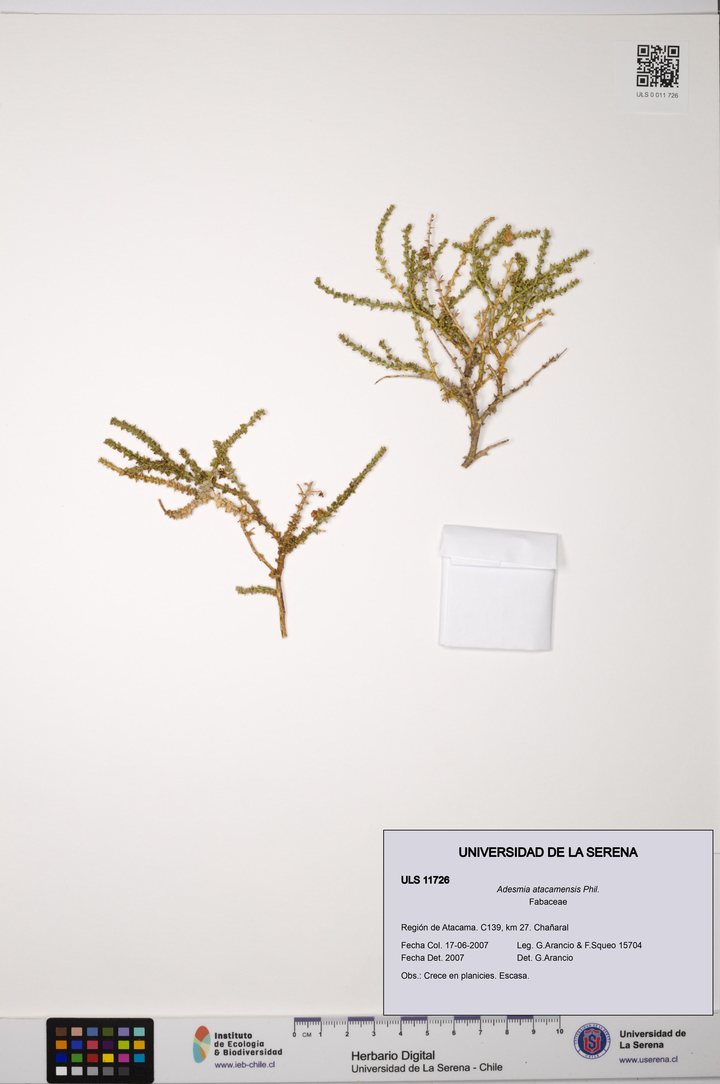 Adesmia atacamensis [Espécimen: ]