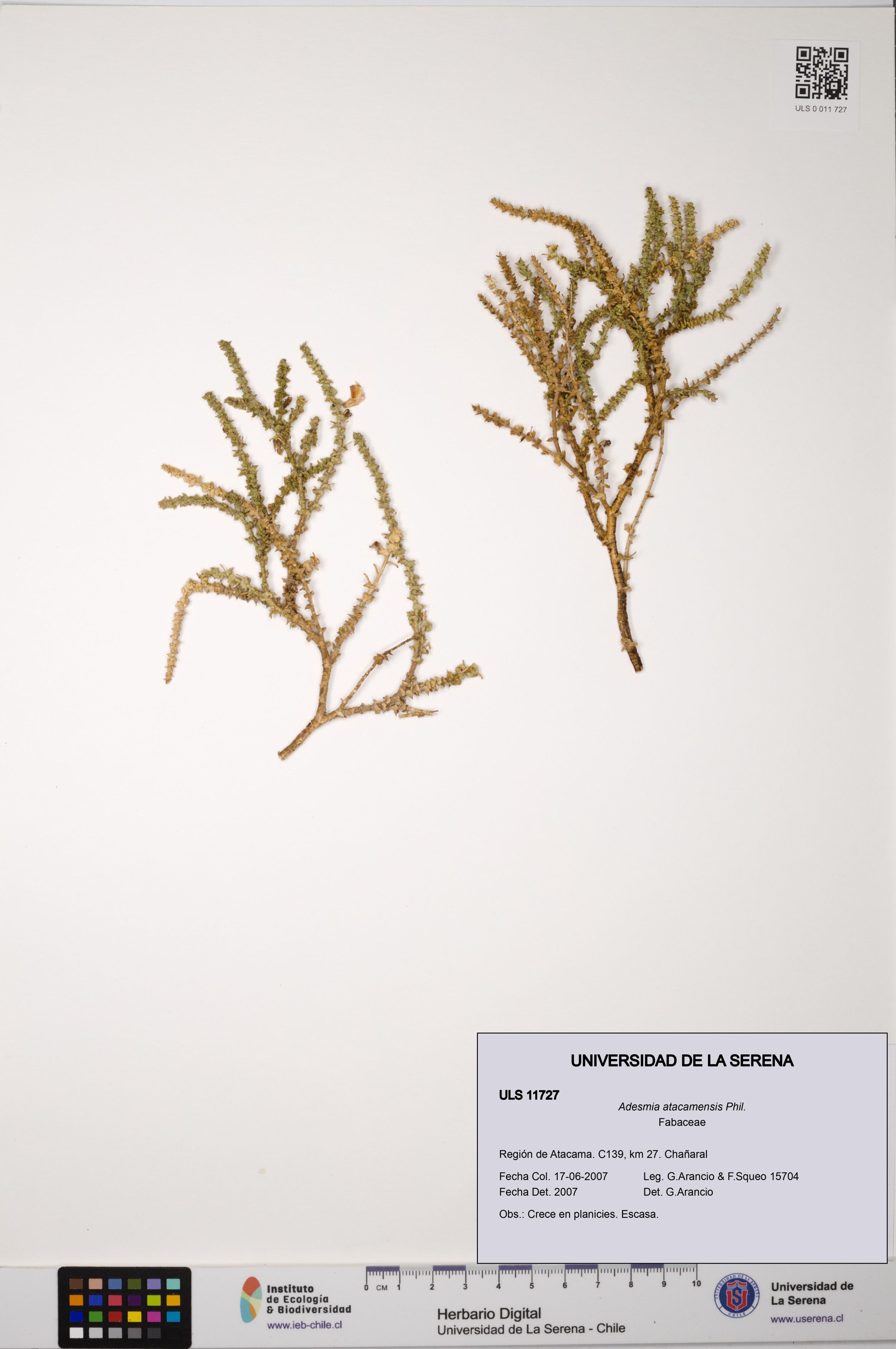 Adesmia atacamensis [Espécimen: ]