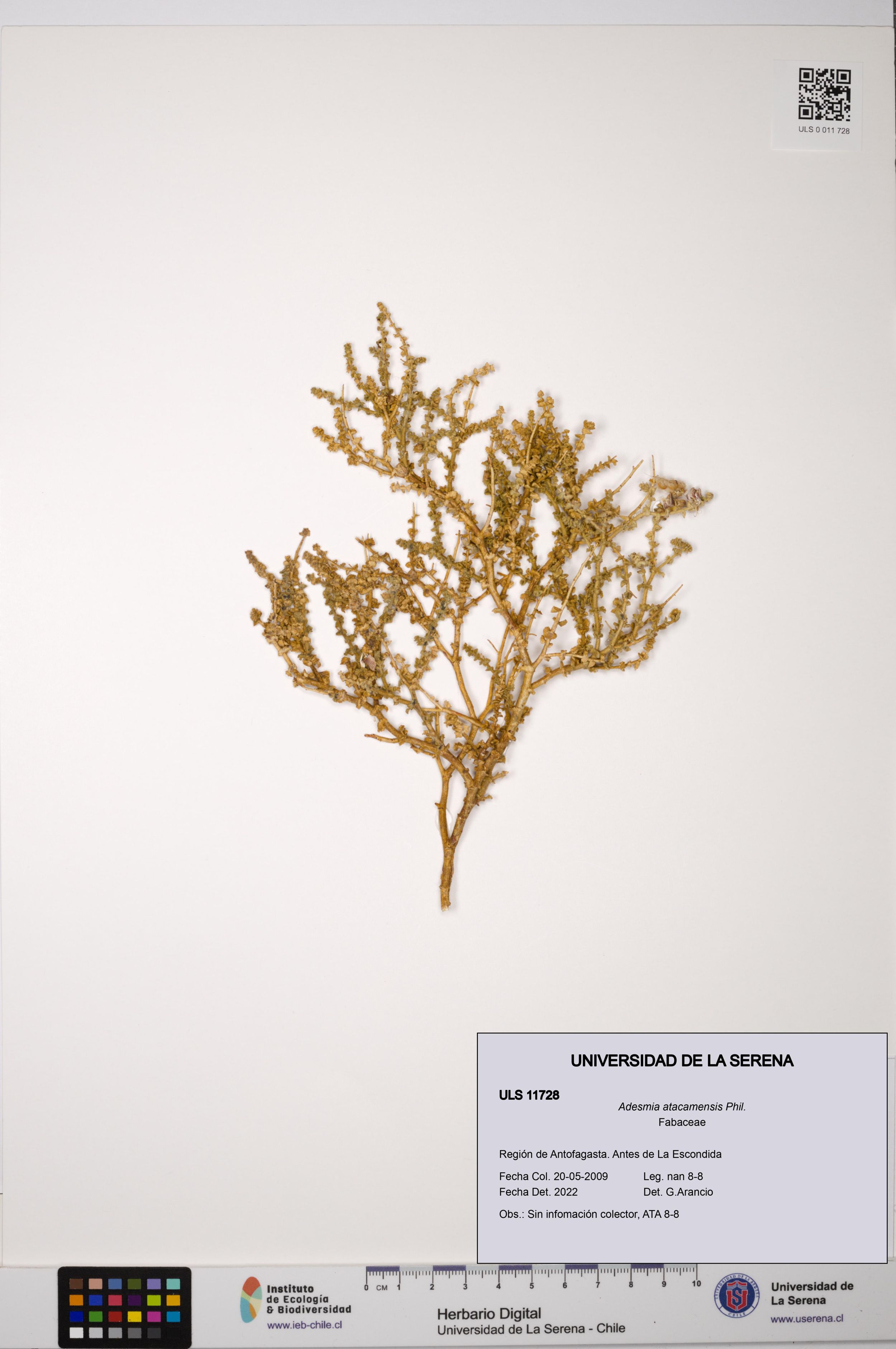 Adesmia atacamensis [Espécimen: ]