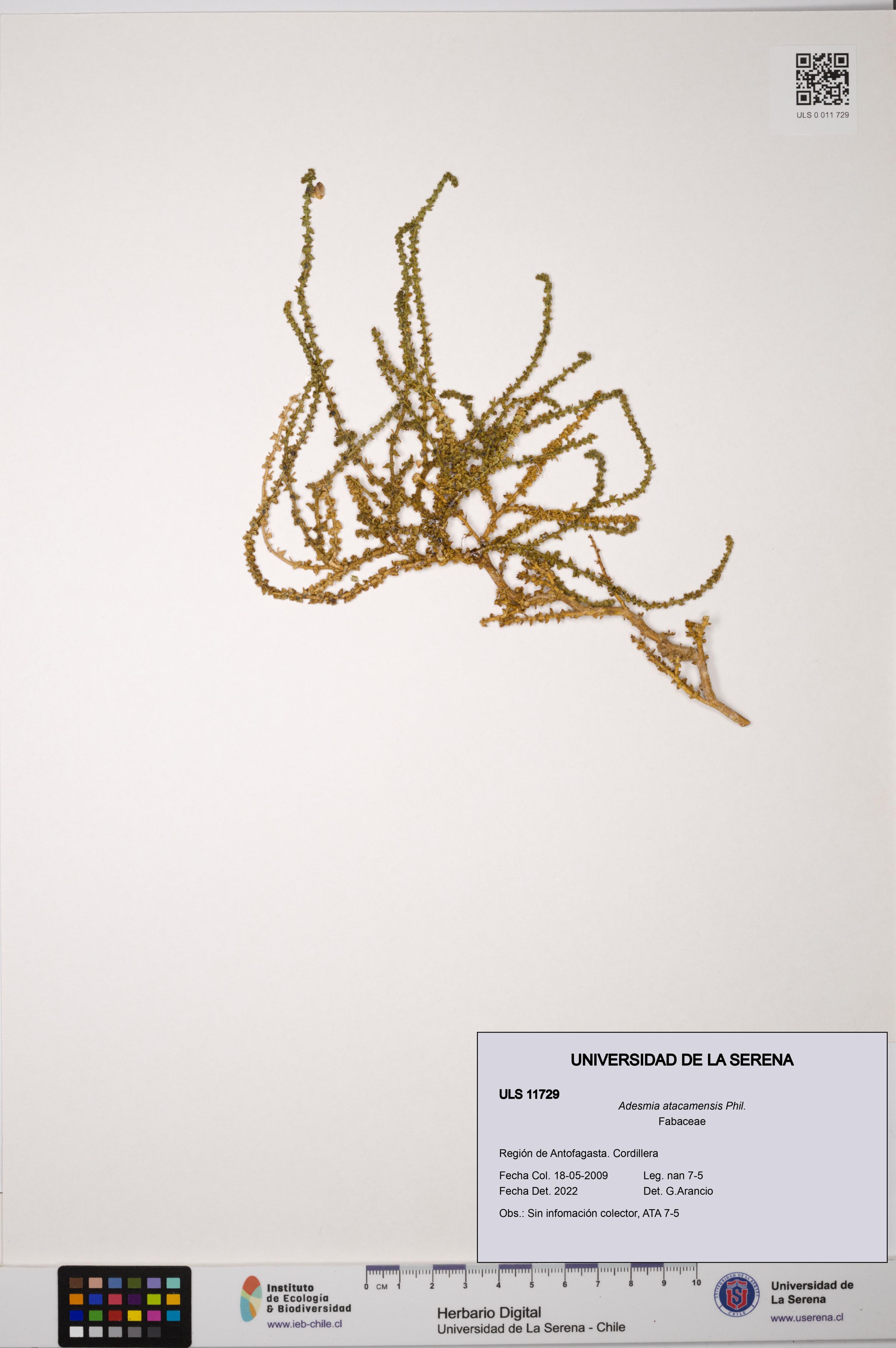 Adesmia atacamensis [Espécimen: ]