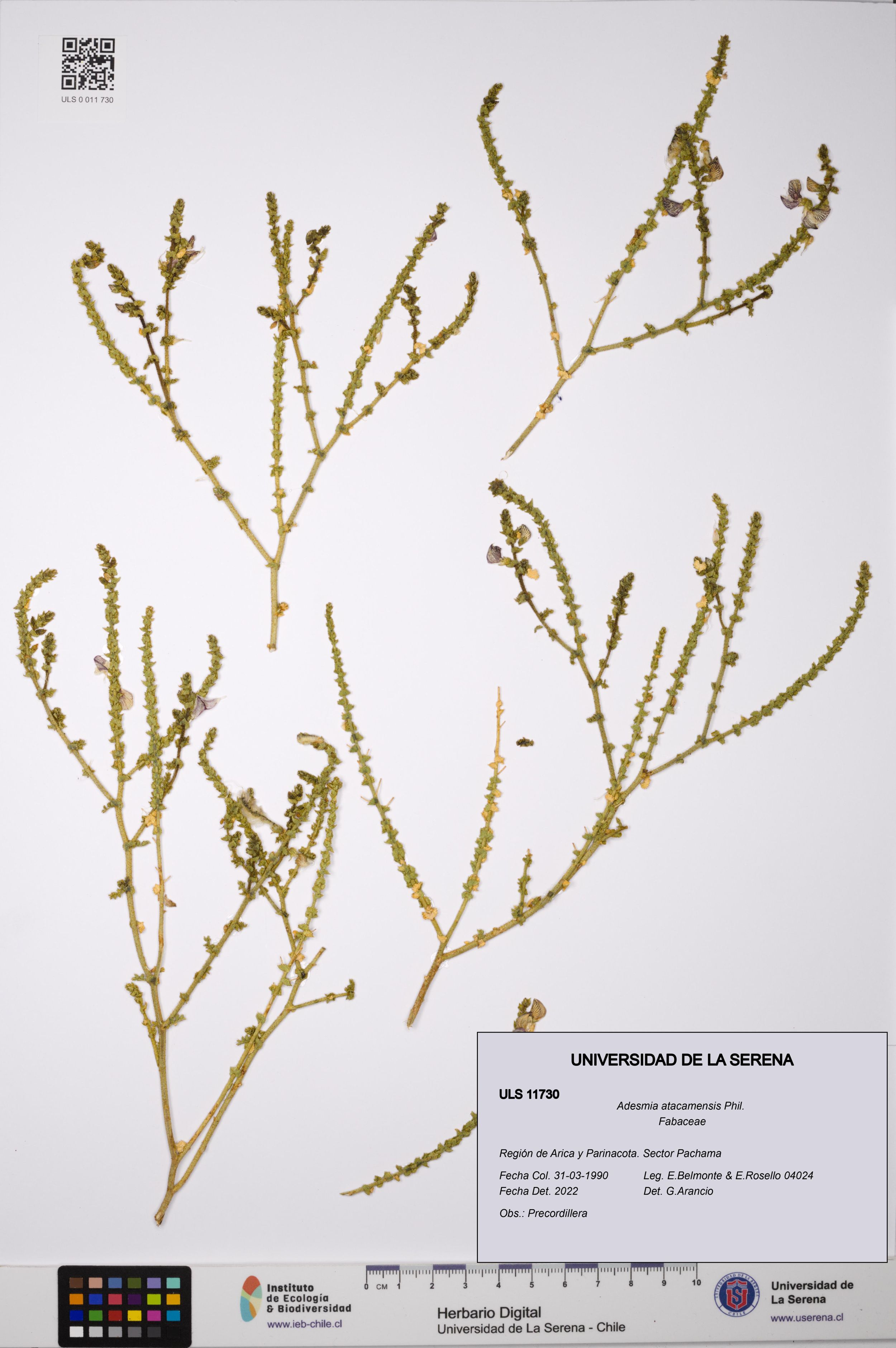 Adesmia atacamensis [Espécimen: ]