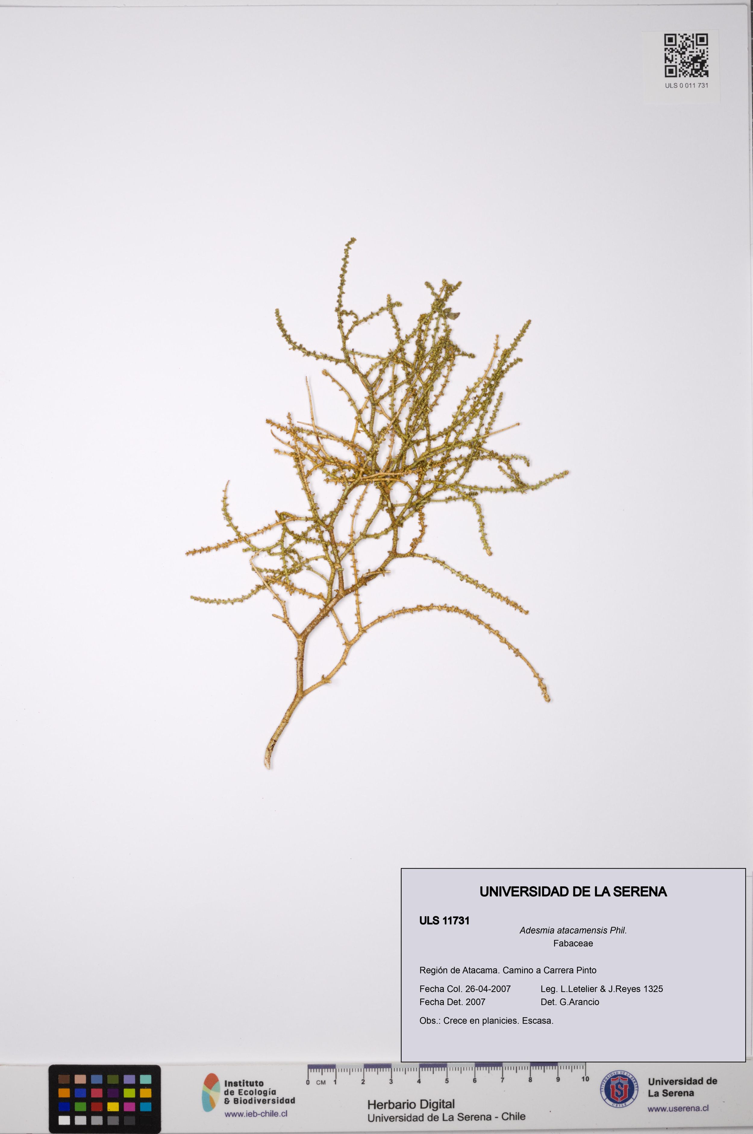 Adesmia atacamensis [Espécimen: ]