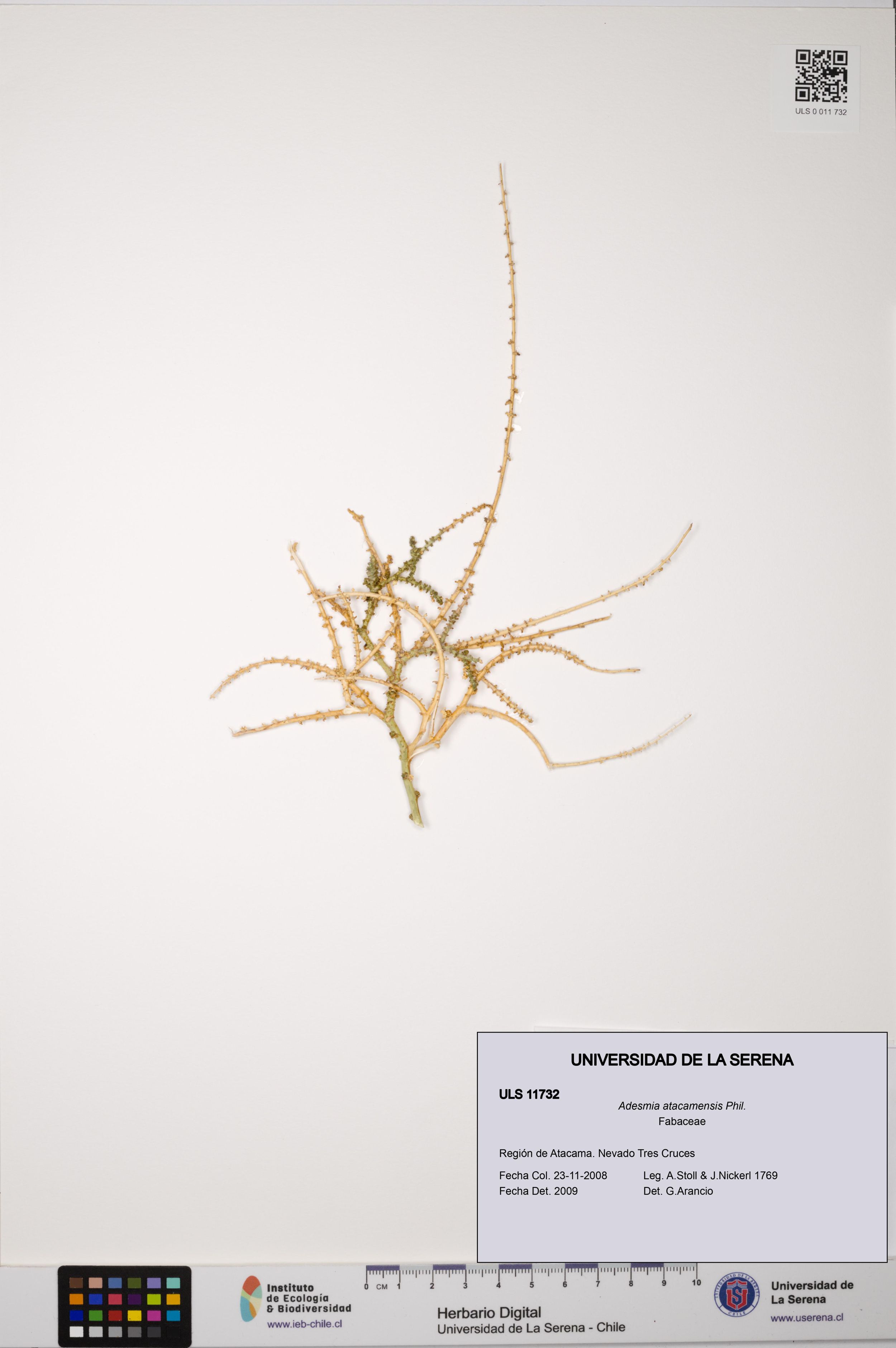 Adesmia atacamensis [Espécimen: ]