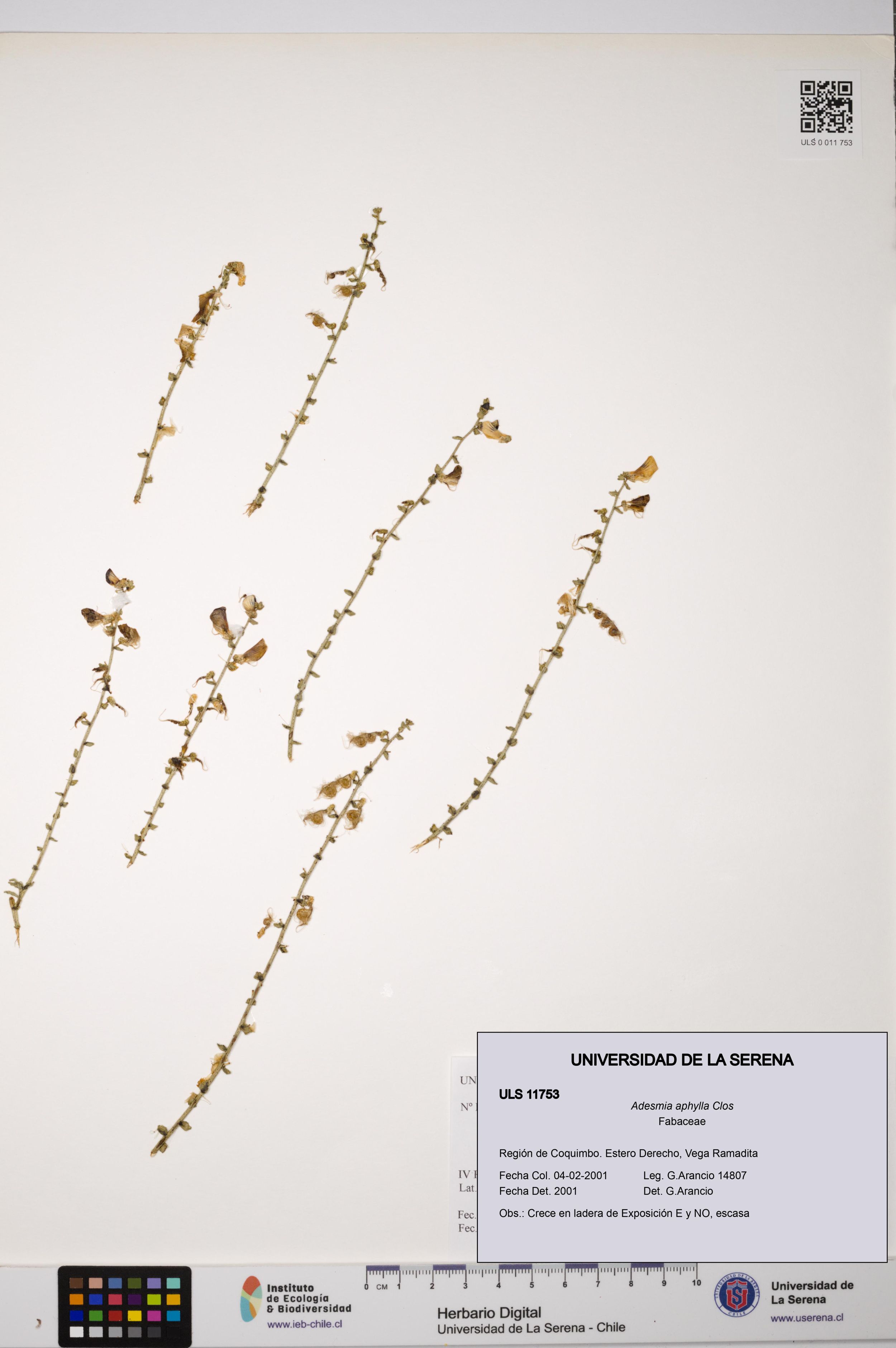 Adesmia aphylla [Espécimen: ]