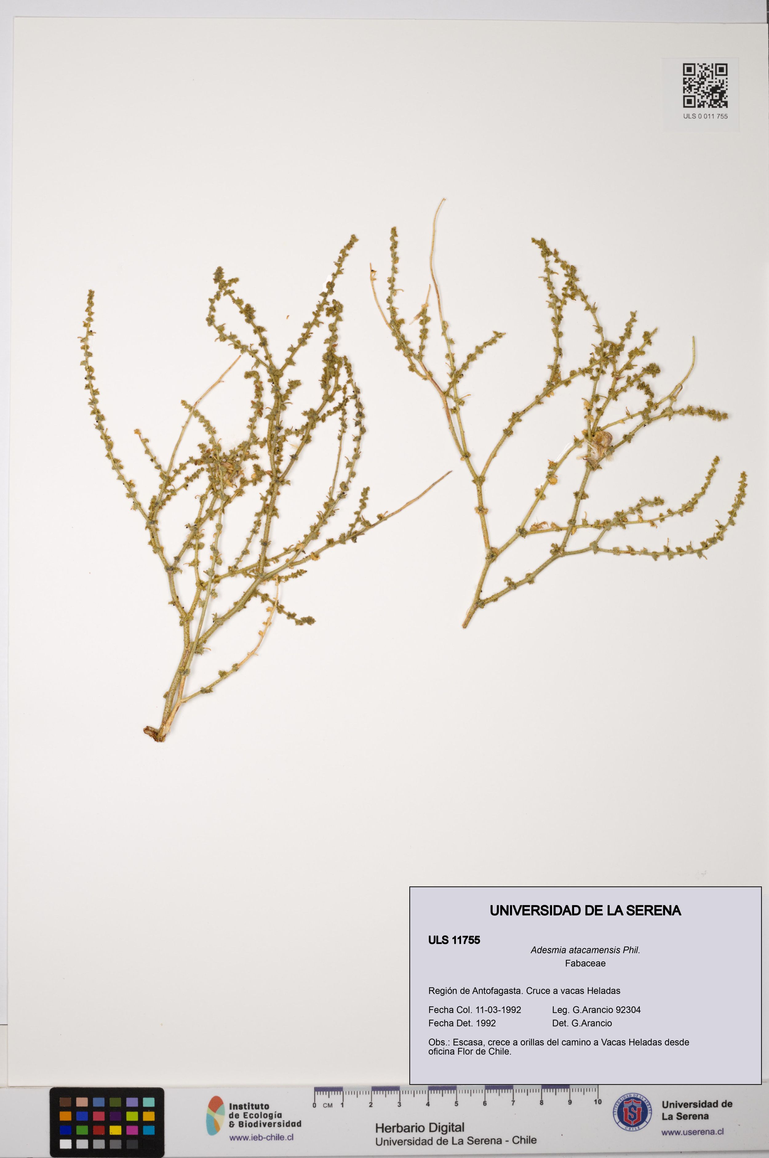Adesmia atacamensis [Espécimen: ]