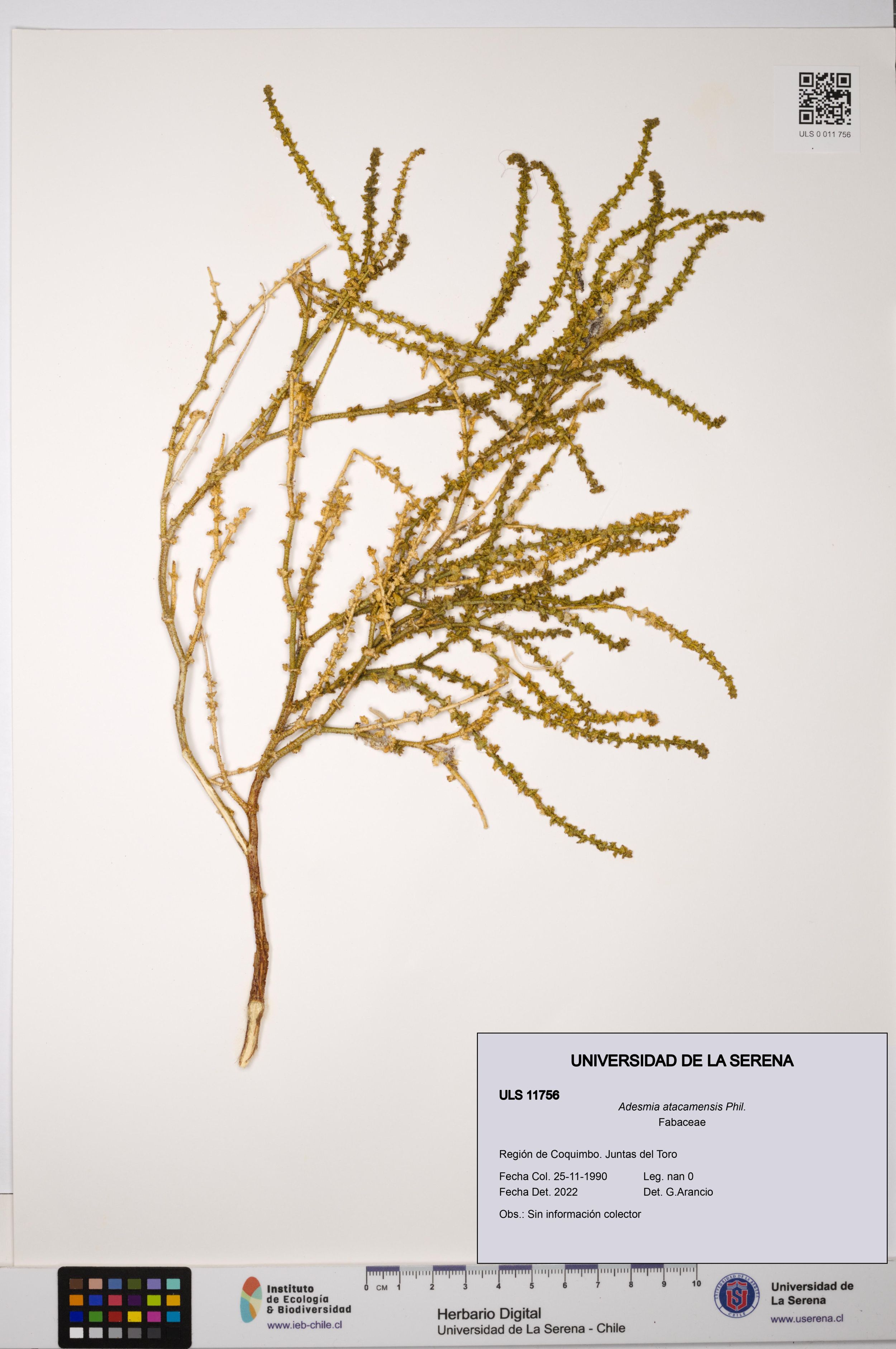 Adesmia atacamensis [Espécimen: ]