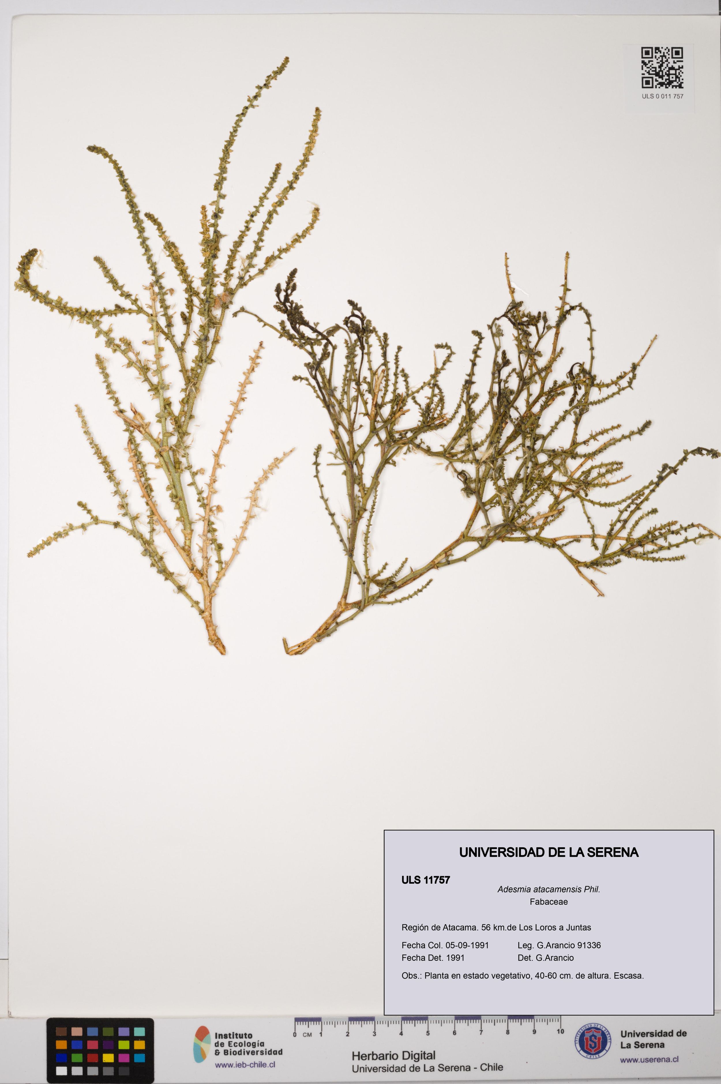 Adesmia atacamensis [Espécimen: ]