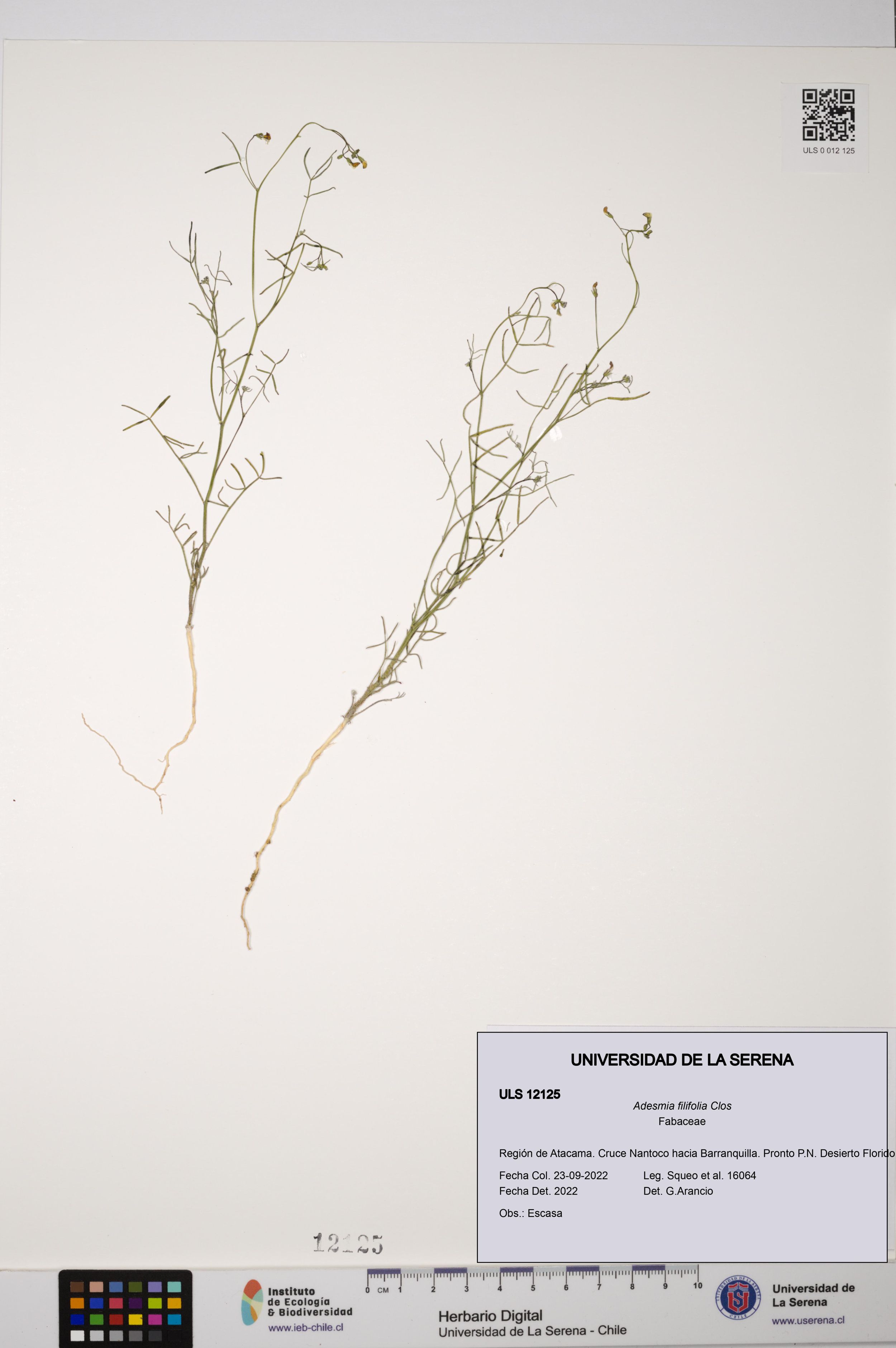 Adesmia filifolia [Espécimen: ]