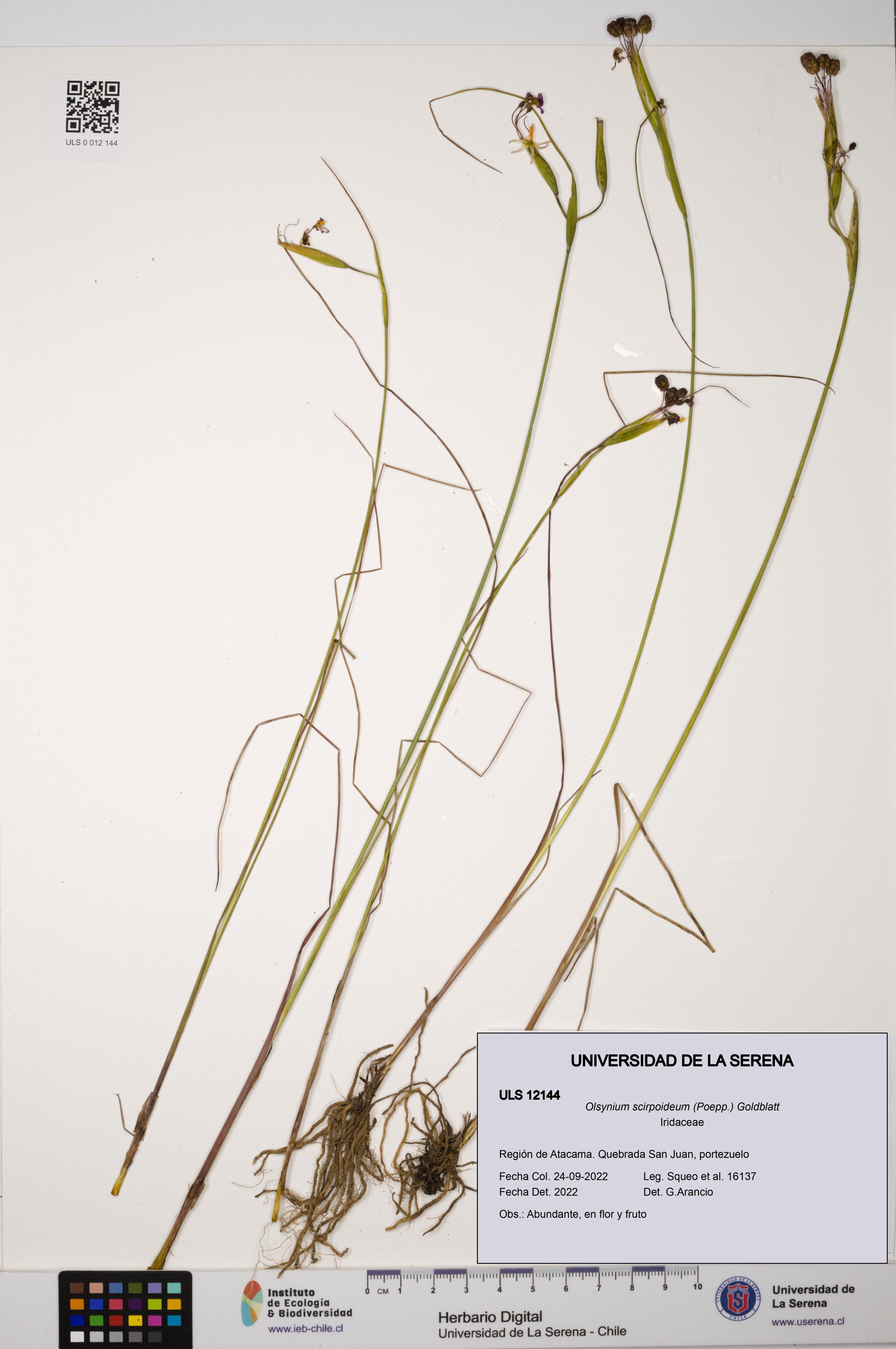 Olsynium scirpoideum [Espécimen: ]