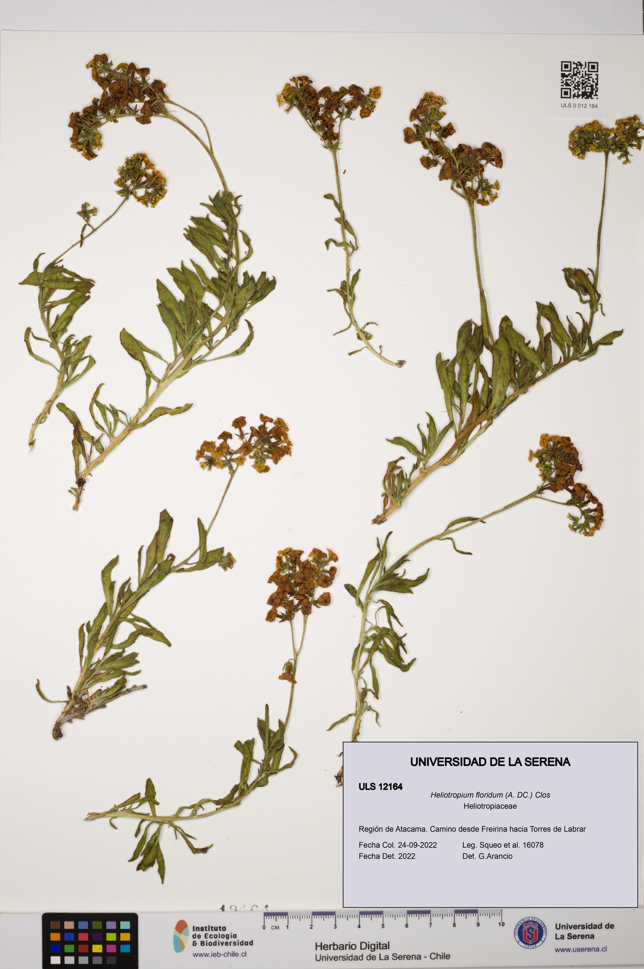 Heliotropium floridum [Espécimen: ]