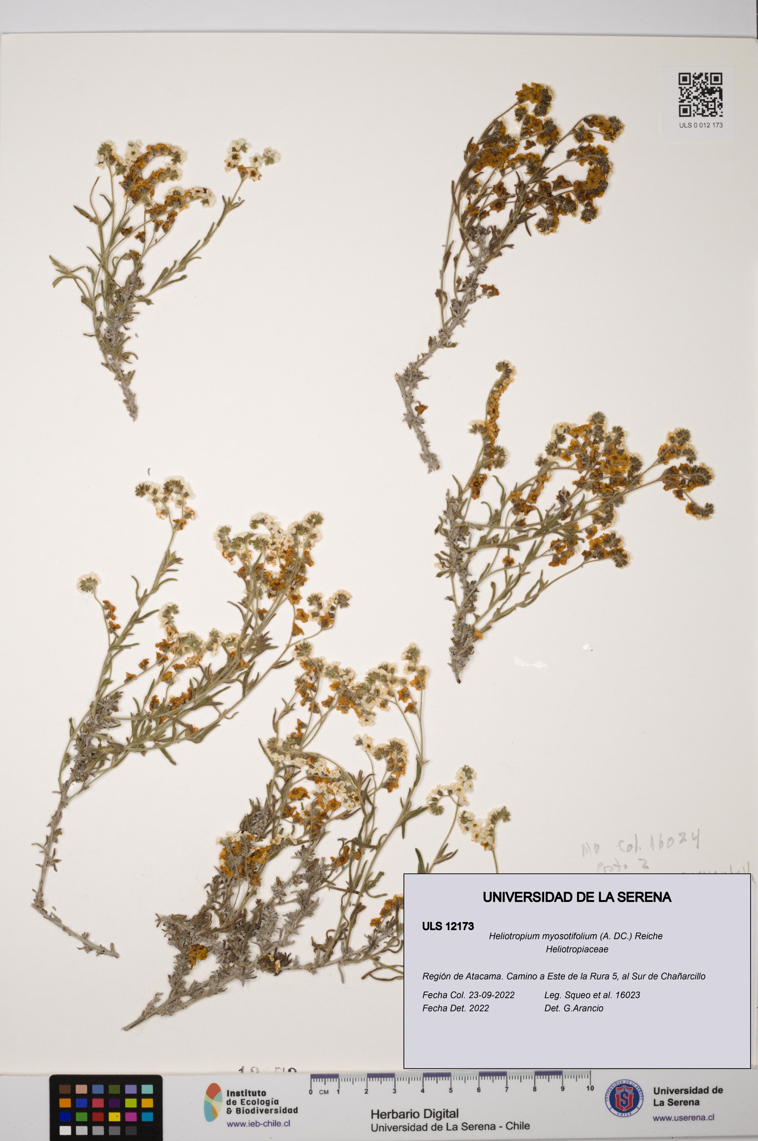 Heliotropium myosotifolium [Espécimen: ]
