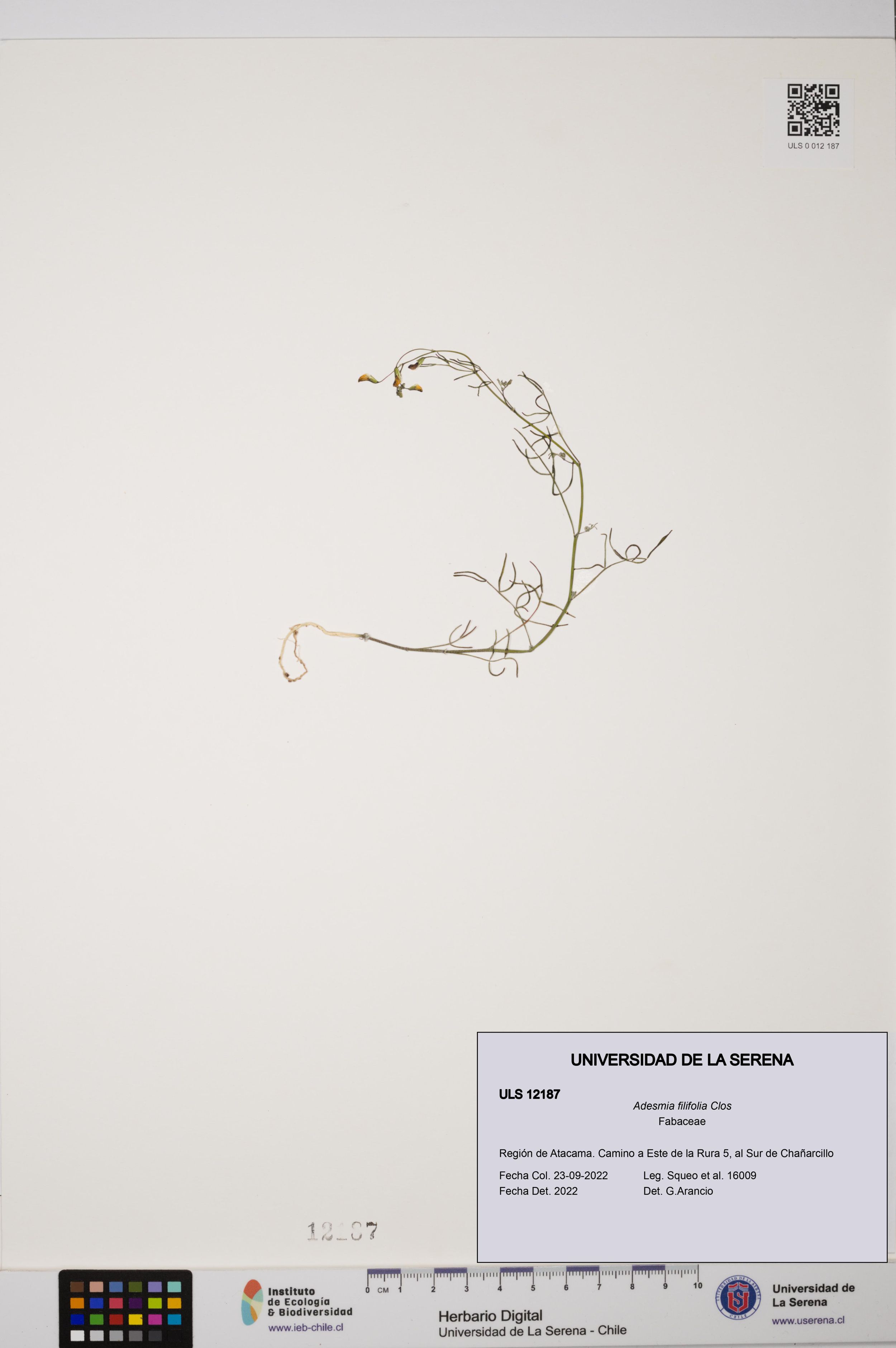 Adesmia filifolia [Espécimen: ]
