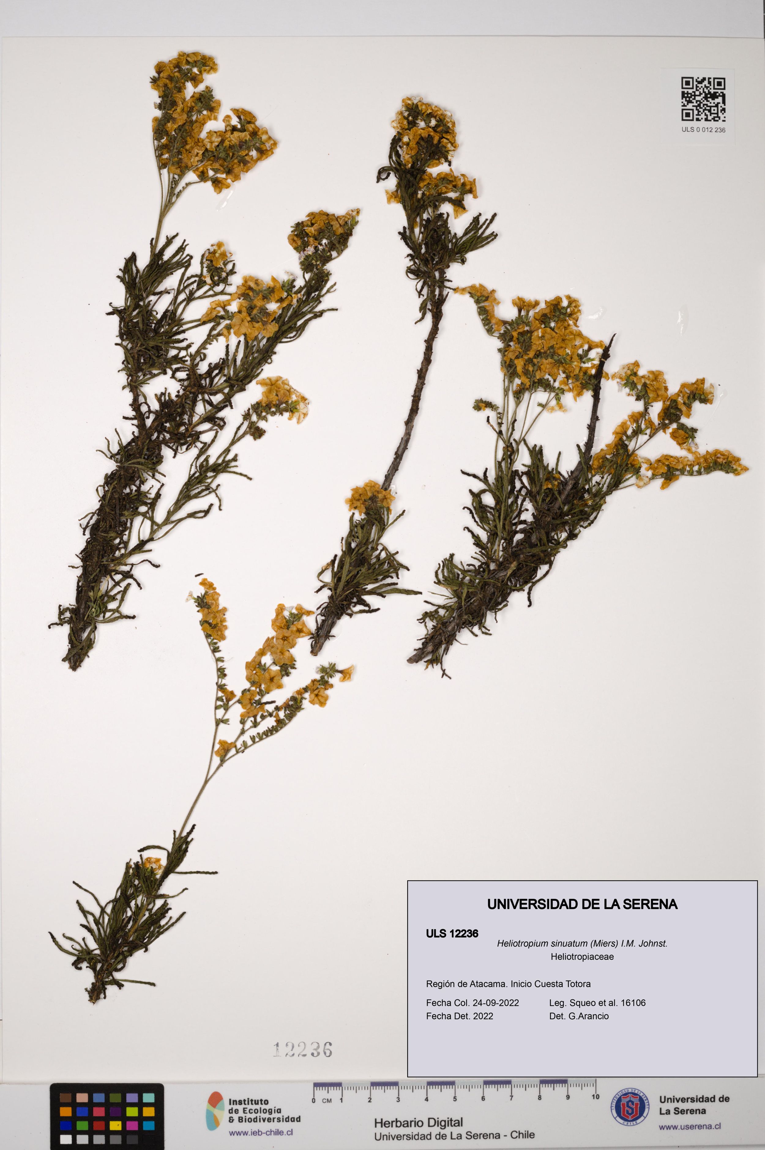 Heliotropium sinuatum [Espécimen: ]