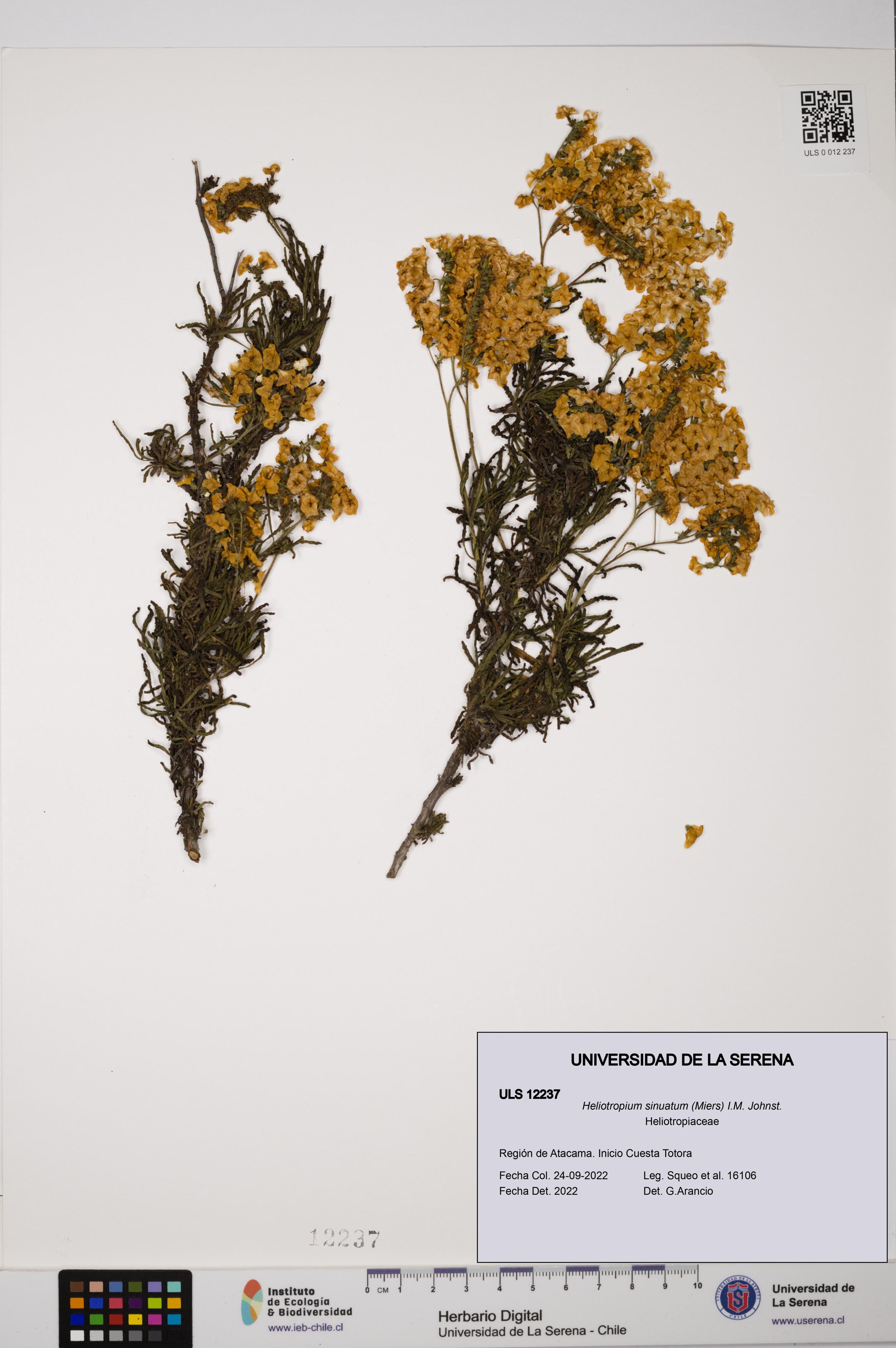 Heliotropium sinuatum [Espécimen: ]