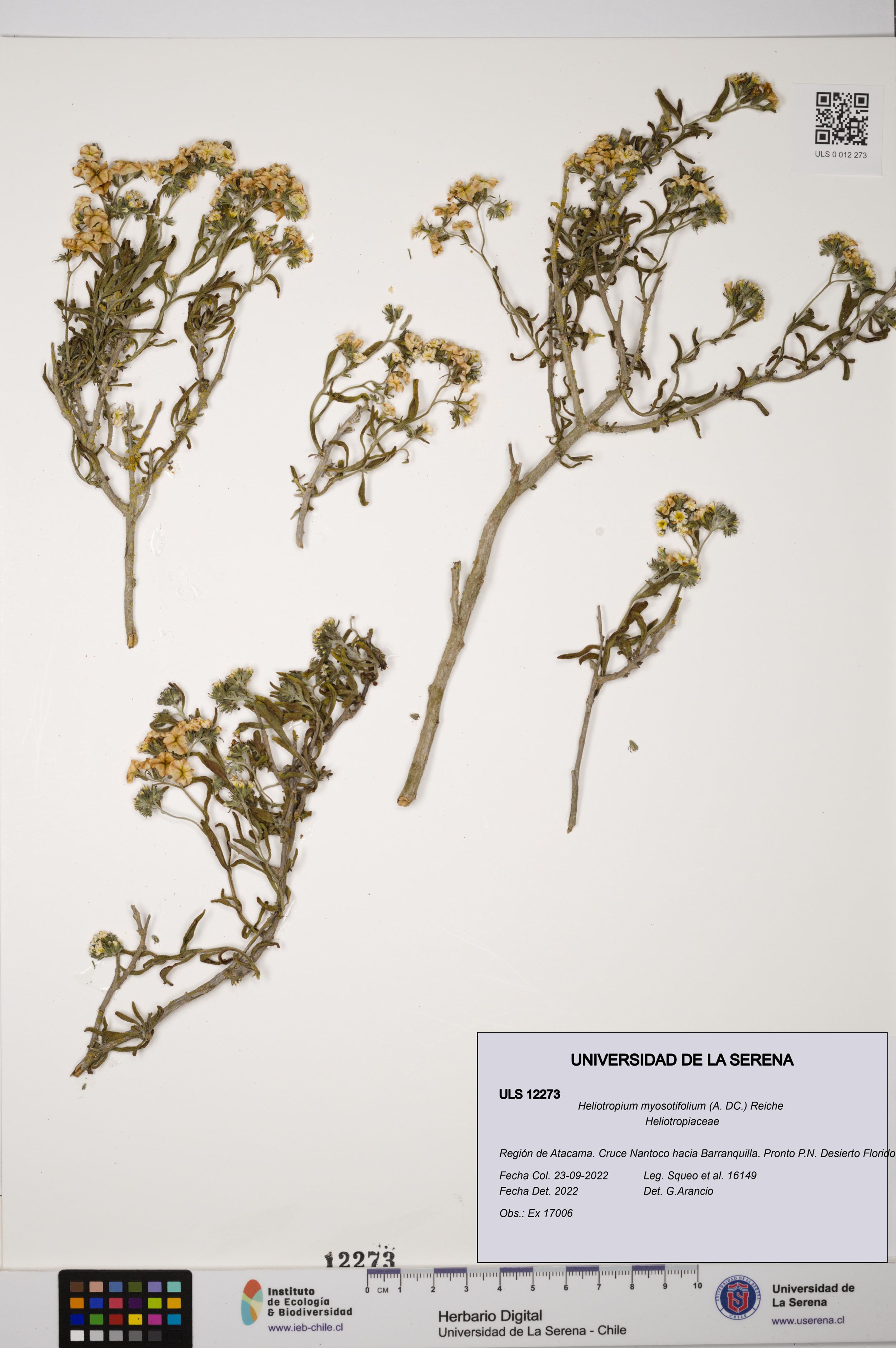 Heliotropium myosotifolium [Espécimen: ]