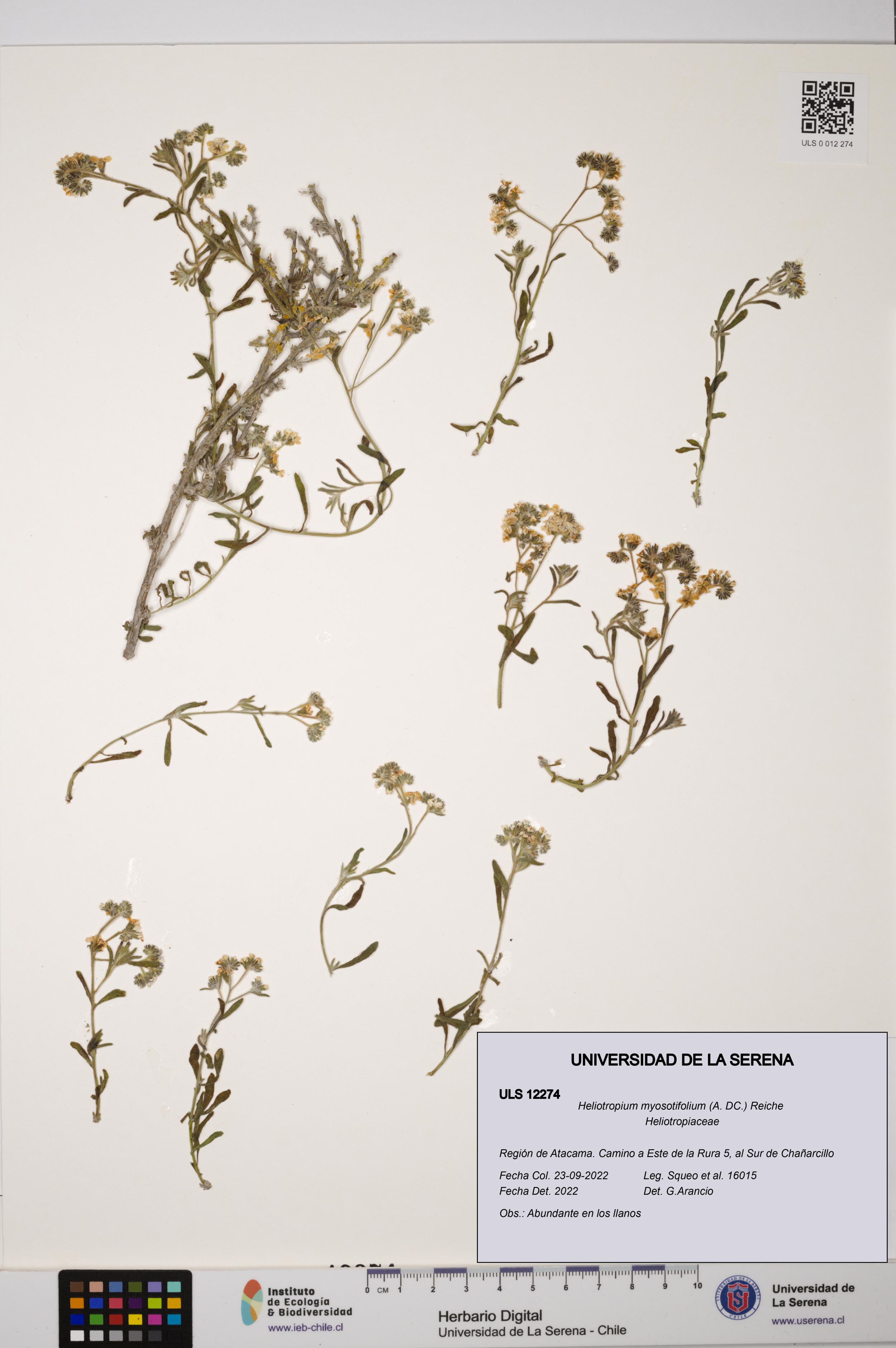 Heliotropium myosotifolium [Espécimen: ]