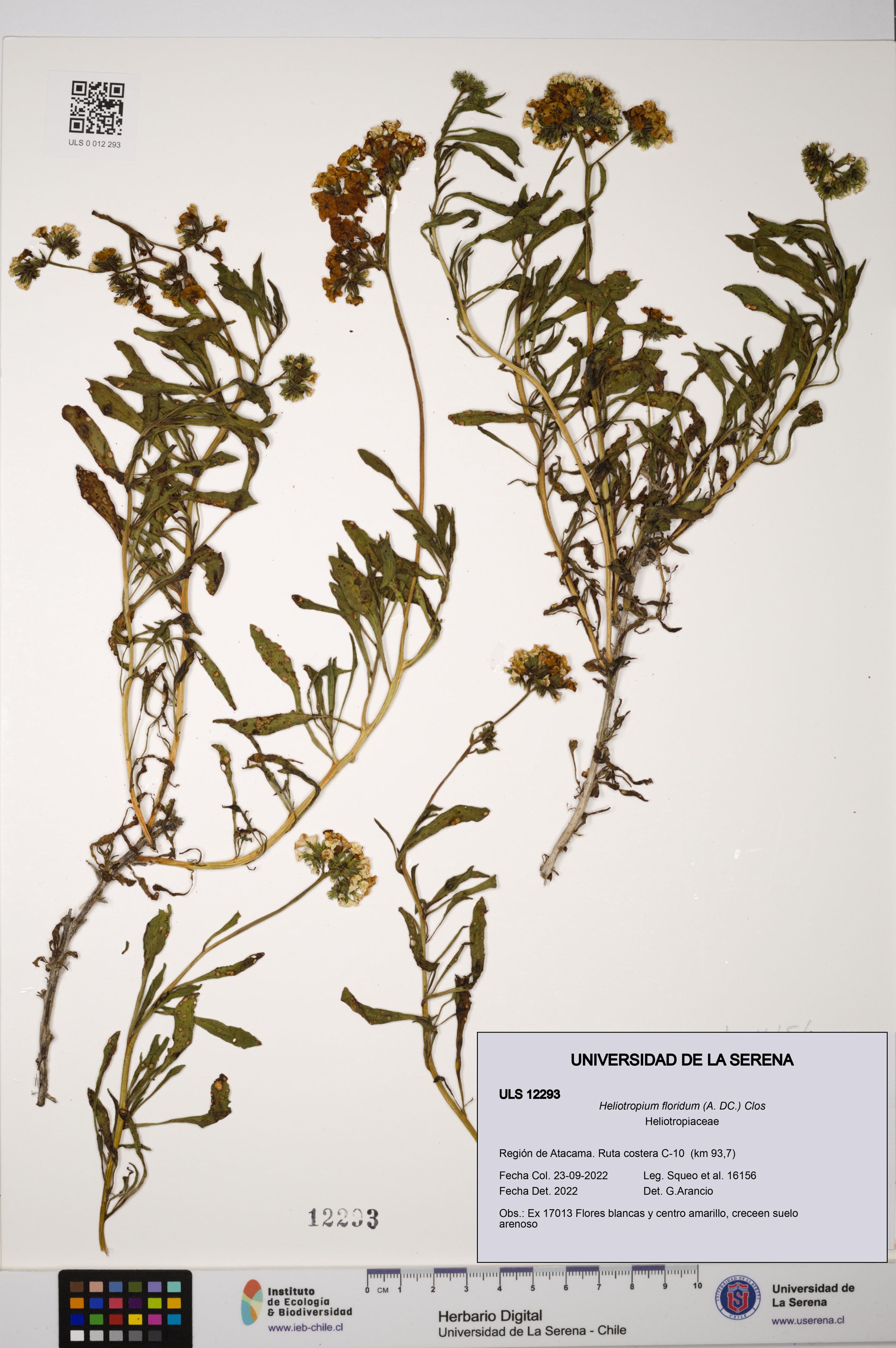 Heliotropium floridum [Espécimen: ]