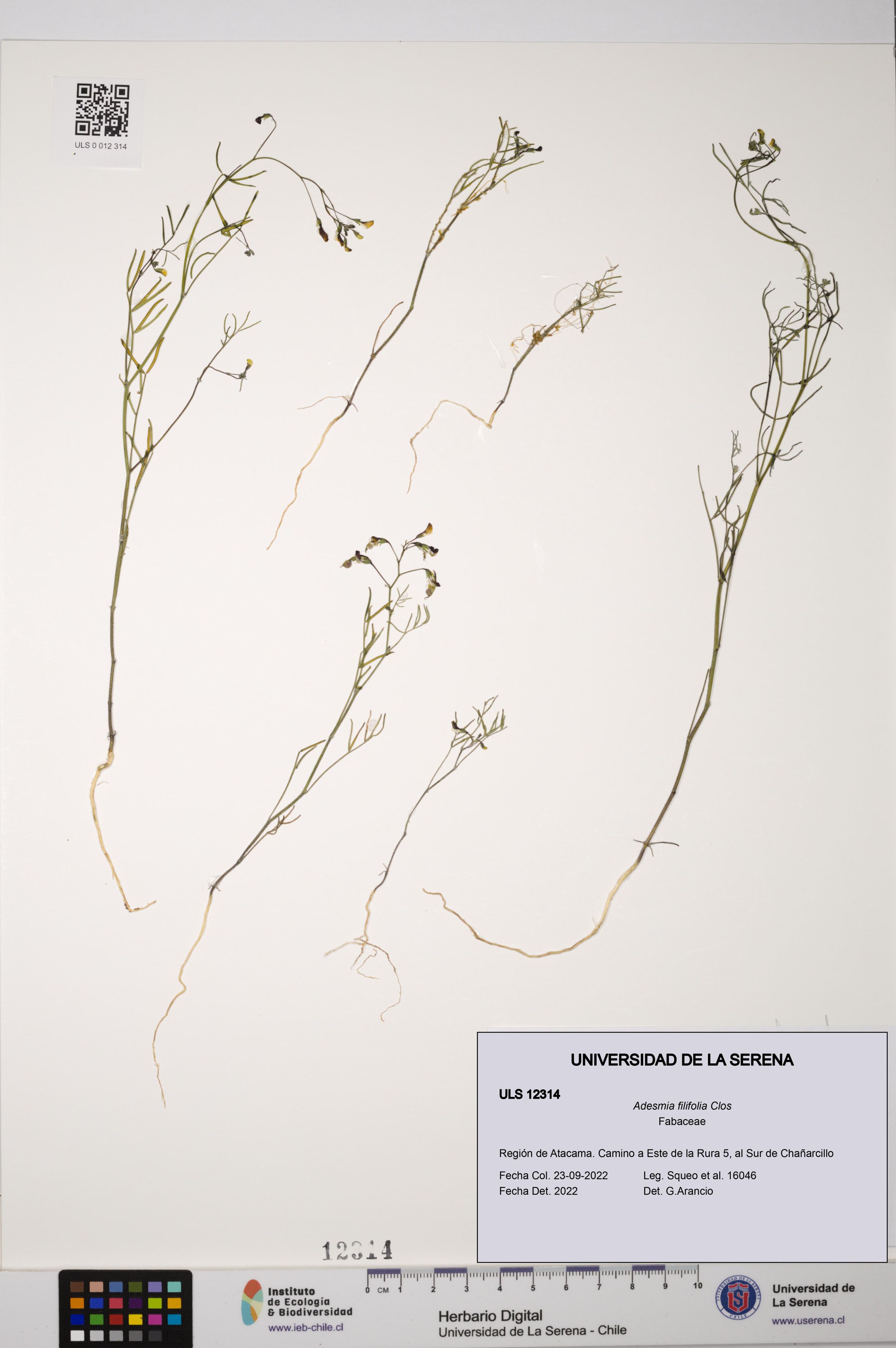Adesmia filifolia [Espécimen: ]