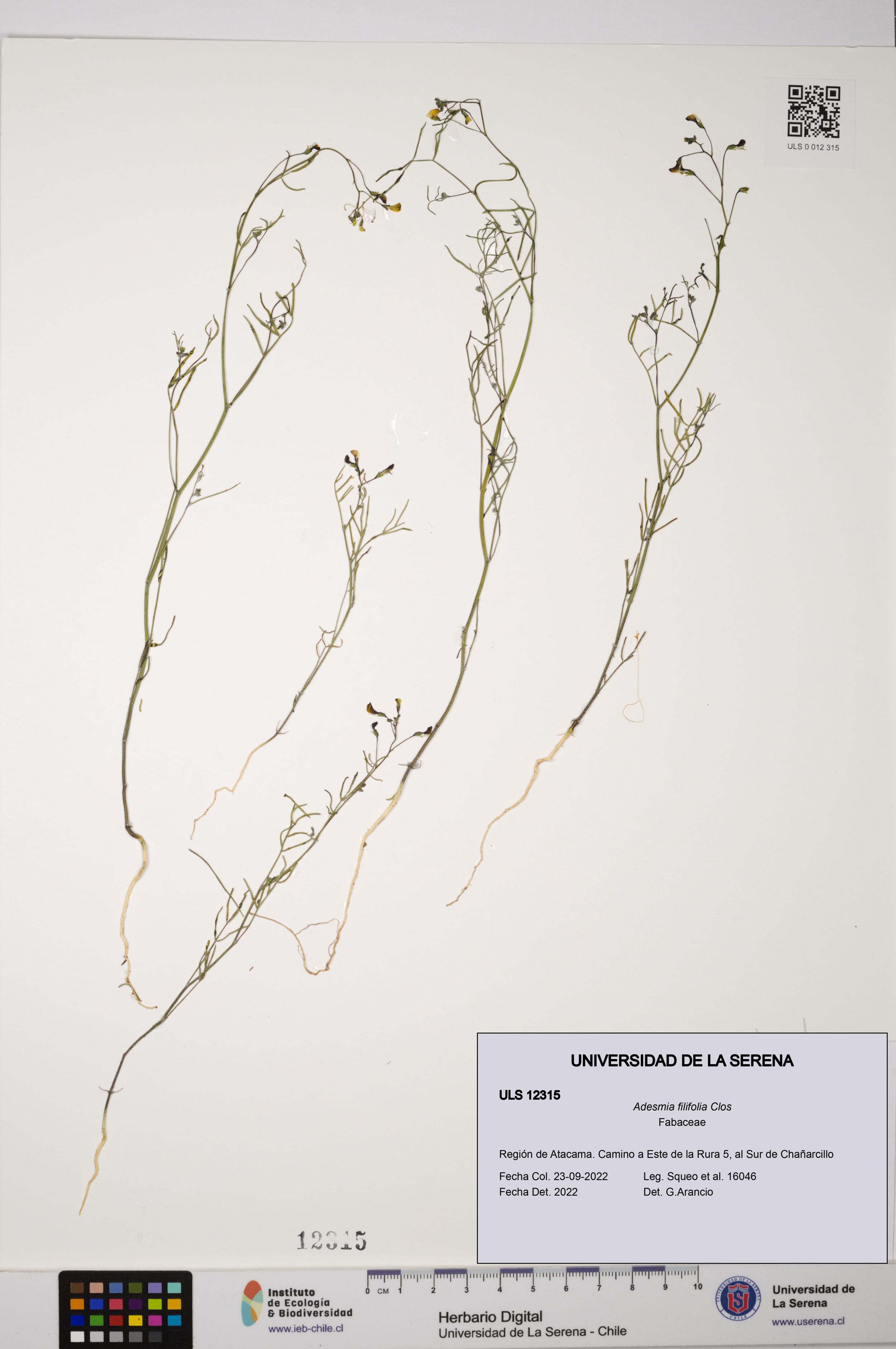 Adesmia filifolia [Espécimen: ]