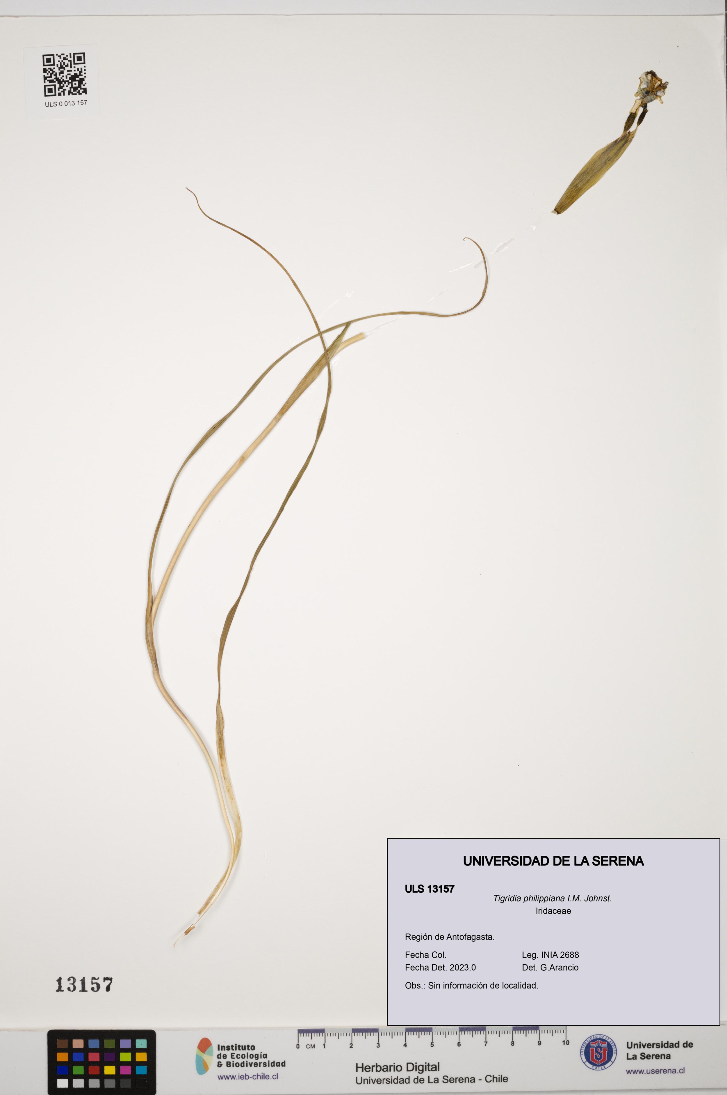 Tigridia philippiana [Espécimen: ]