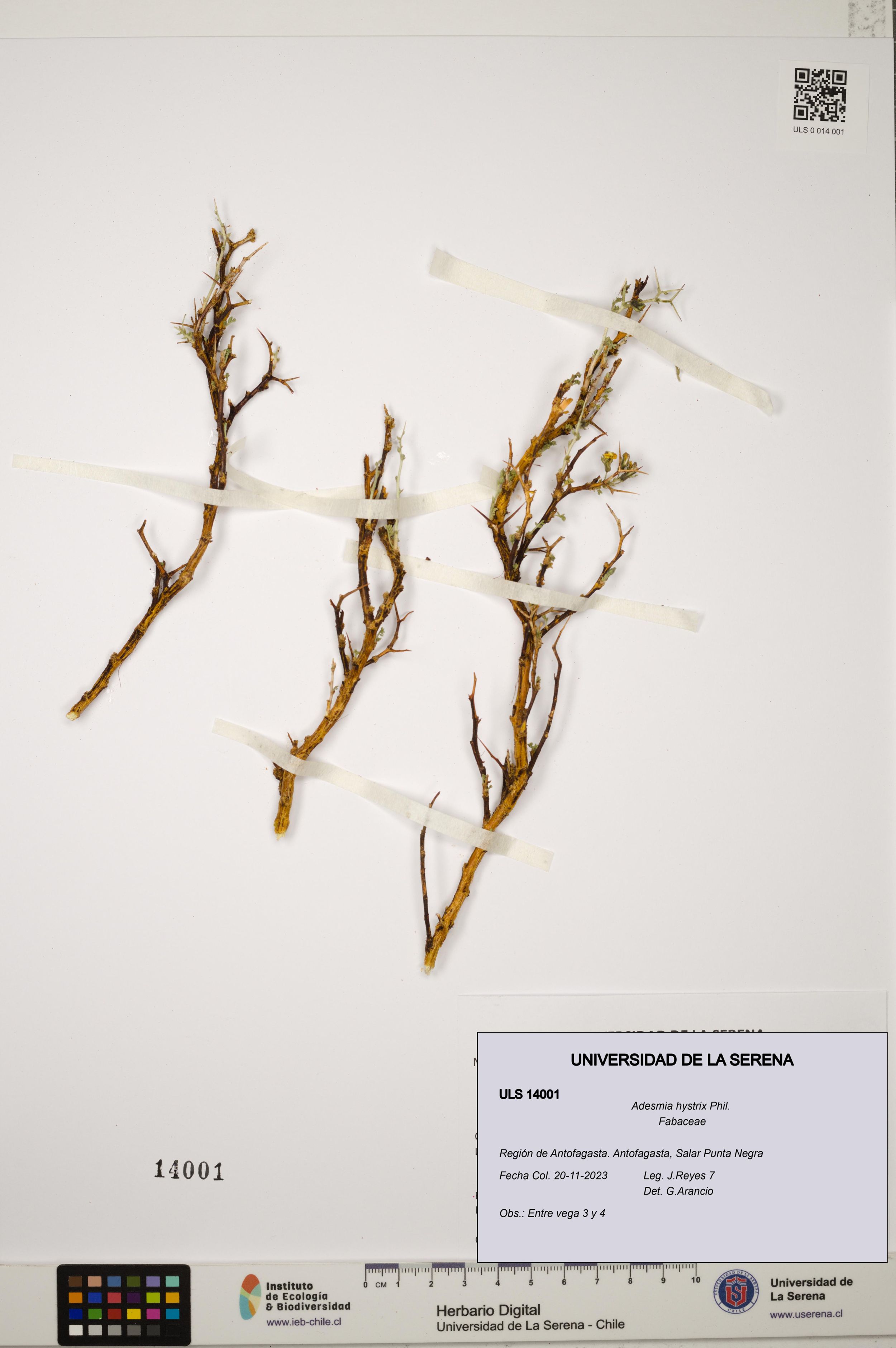 Adesmia hystrix [Espécimen: ]