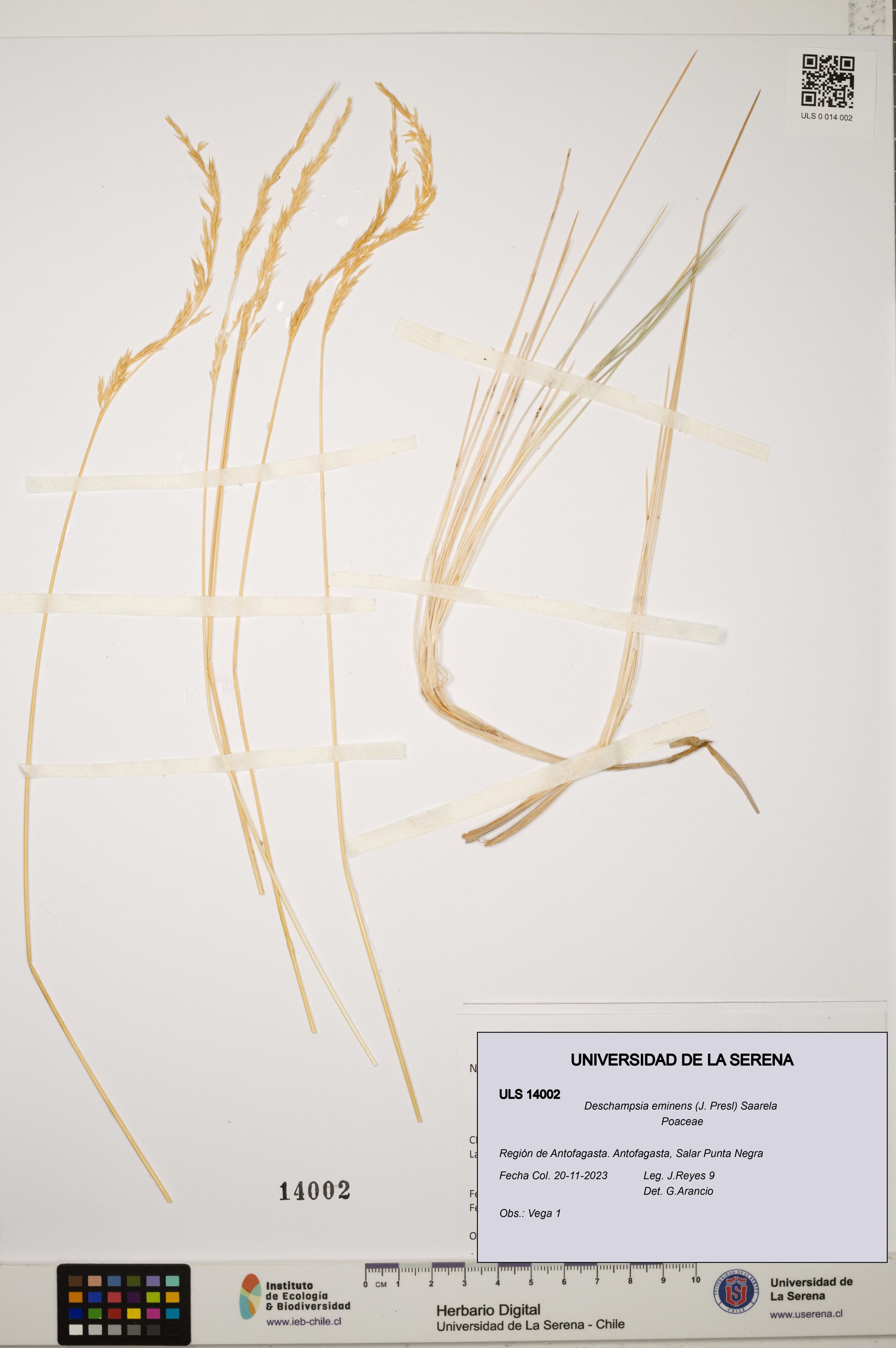 Deschampsia eminens [Espécimen: ]