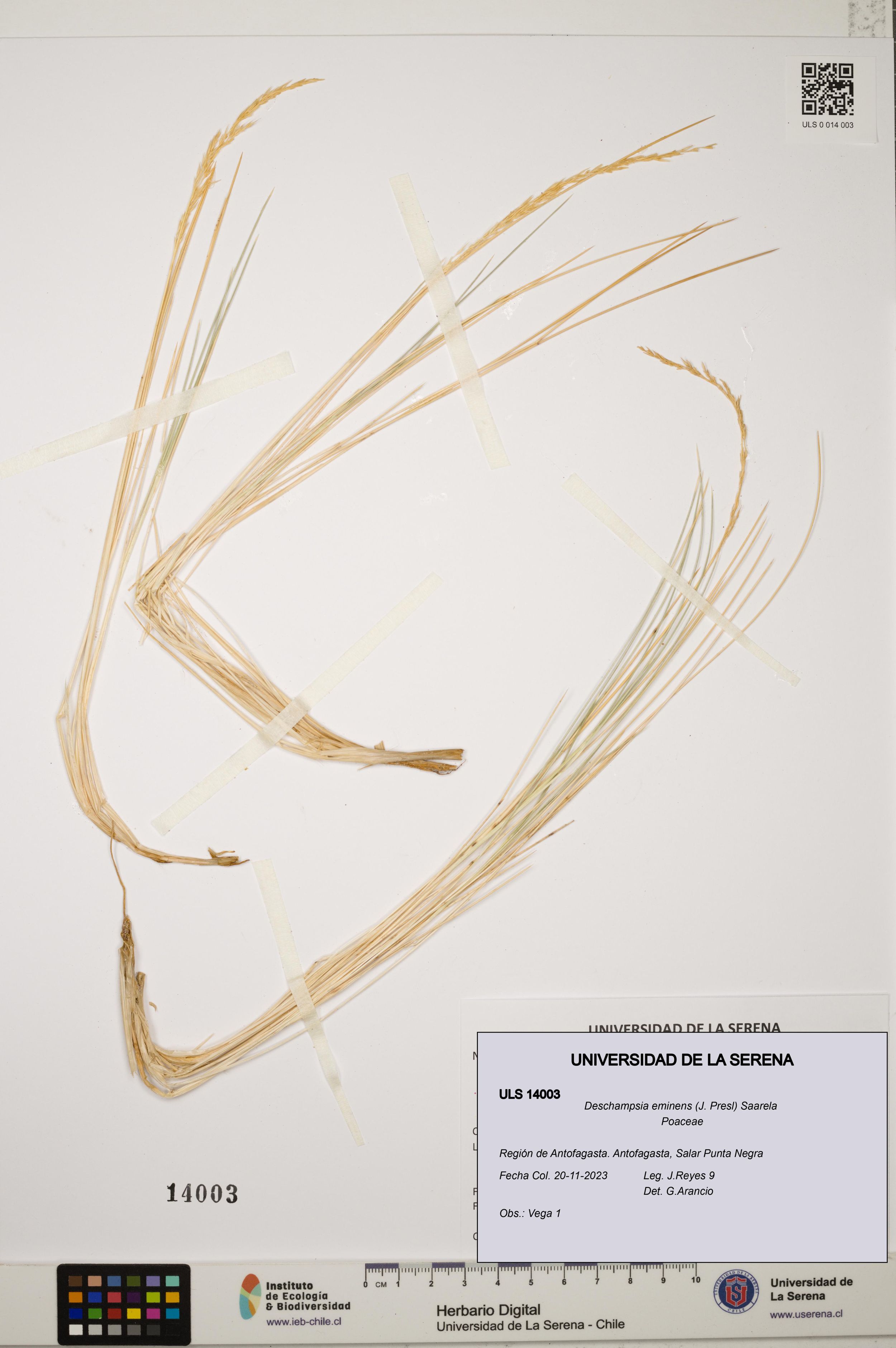 Deschampsia eminens [Espécimen: ]