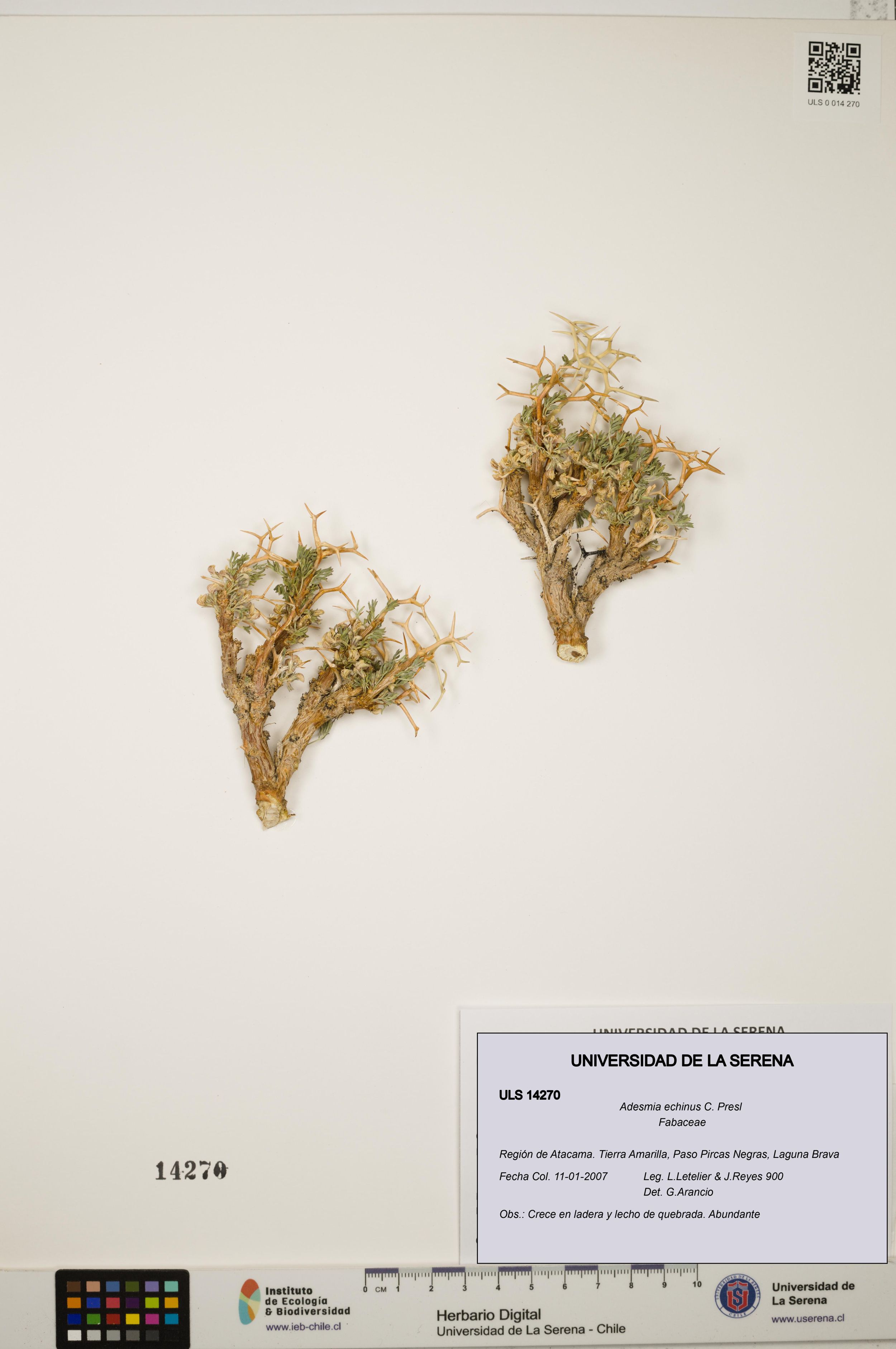 Adesmia echinus [Espécimen: ]