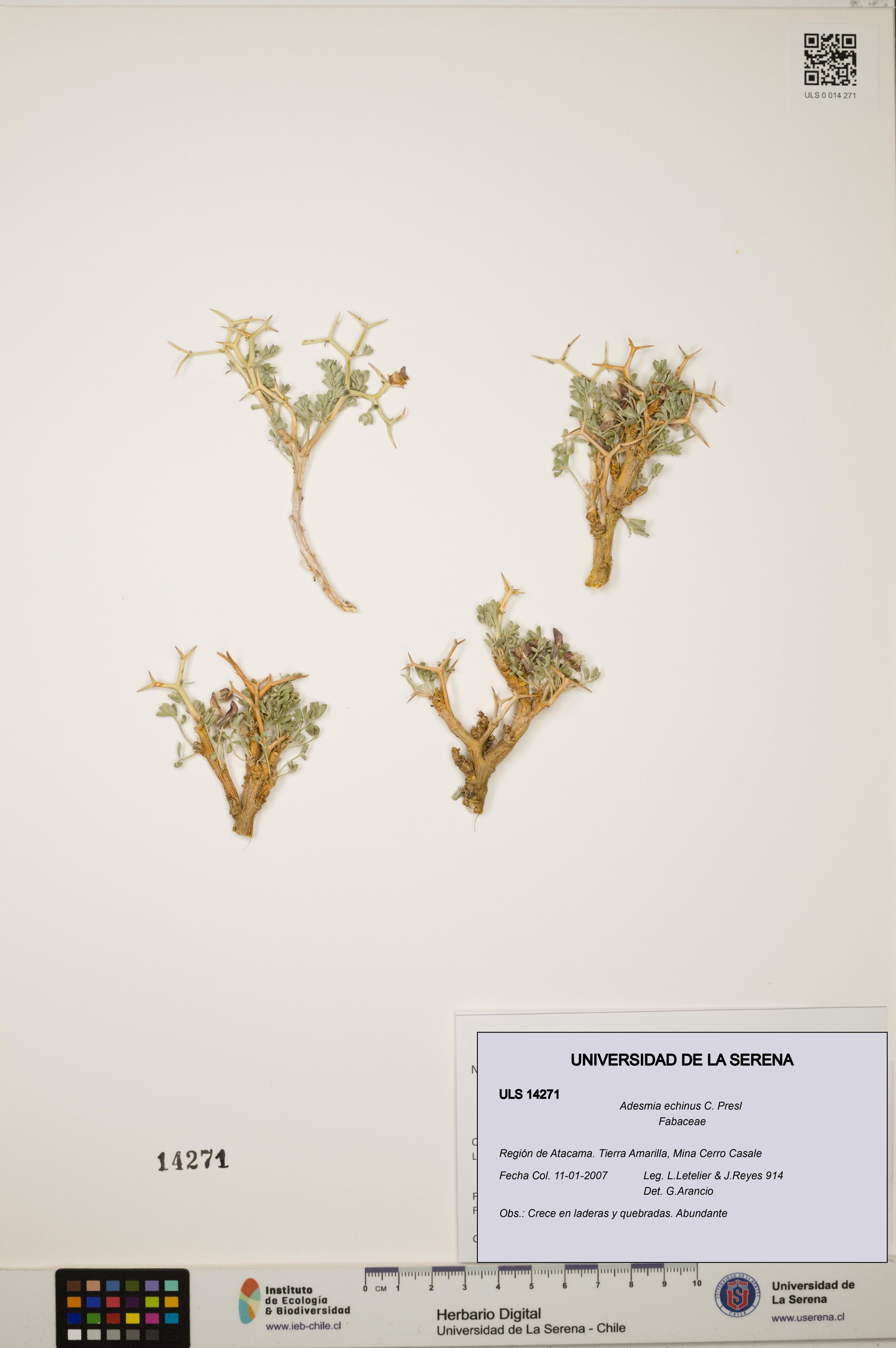 Adesmia echinus [Espécimen: ]