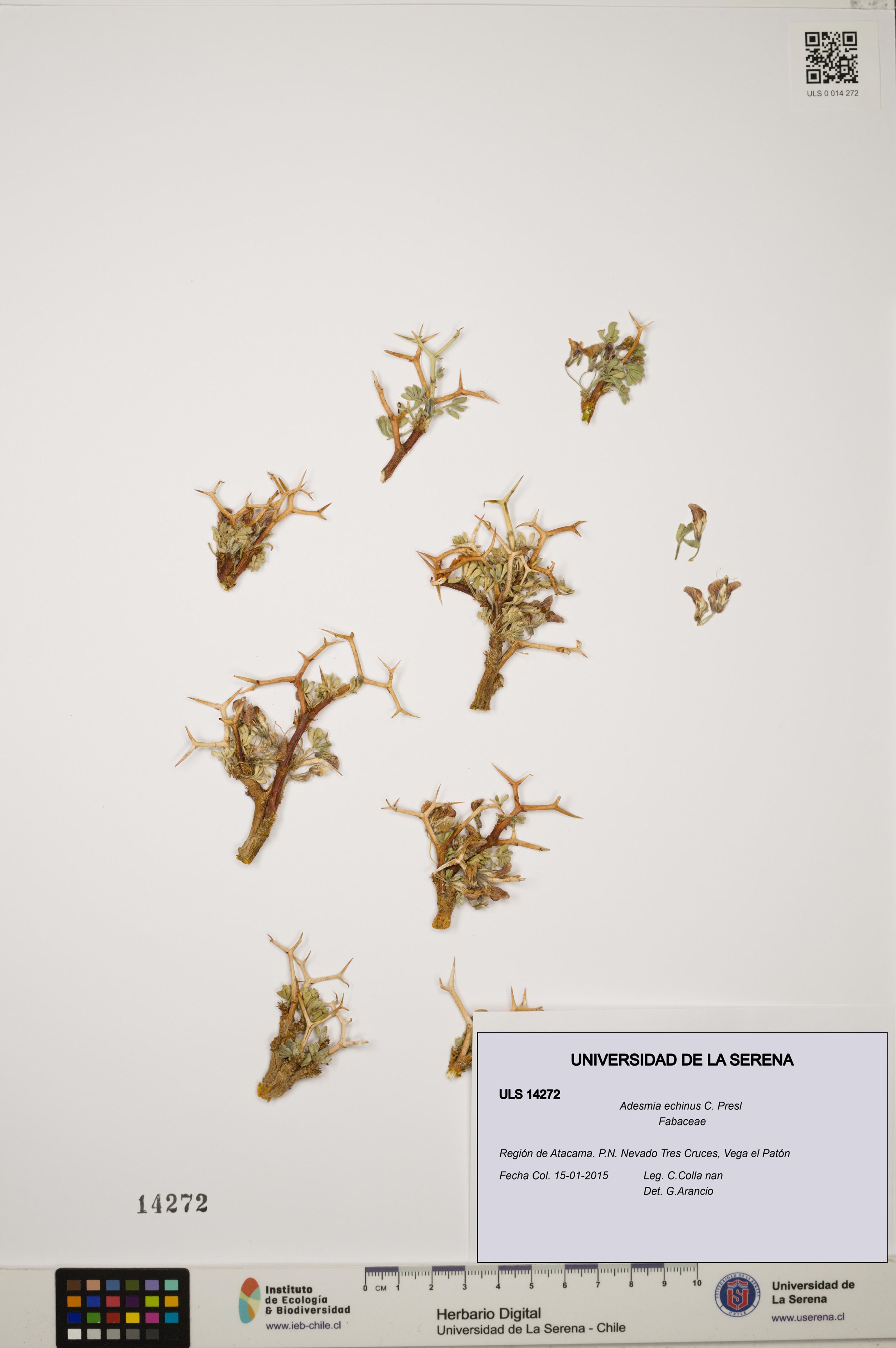 Adesmia echinus [Espécimen: ]