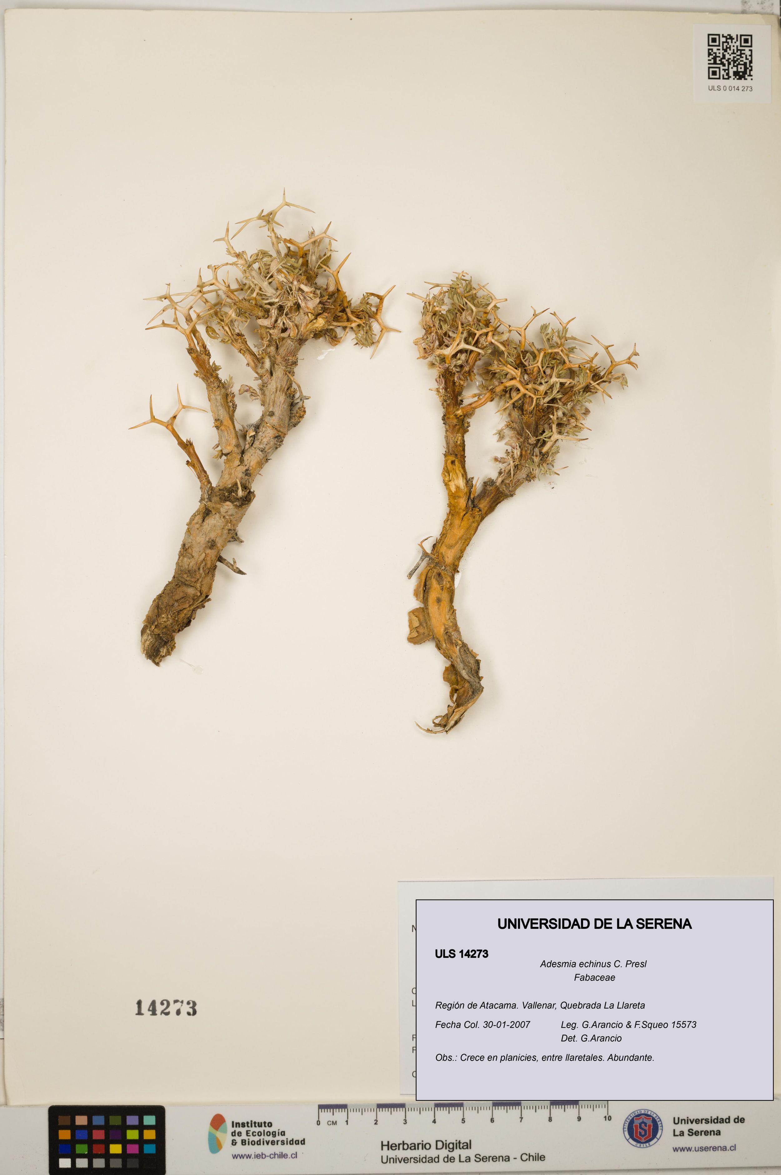 Adesmia echinus [Espécimen: ]