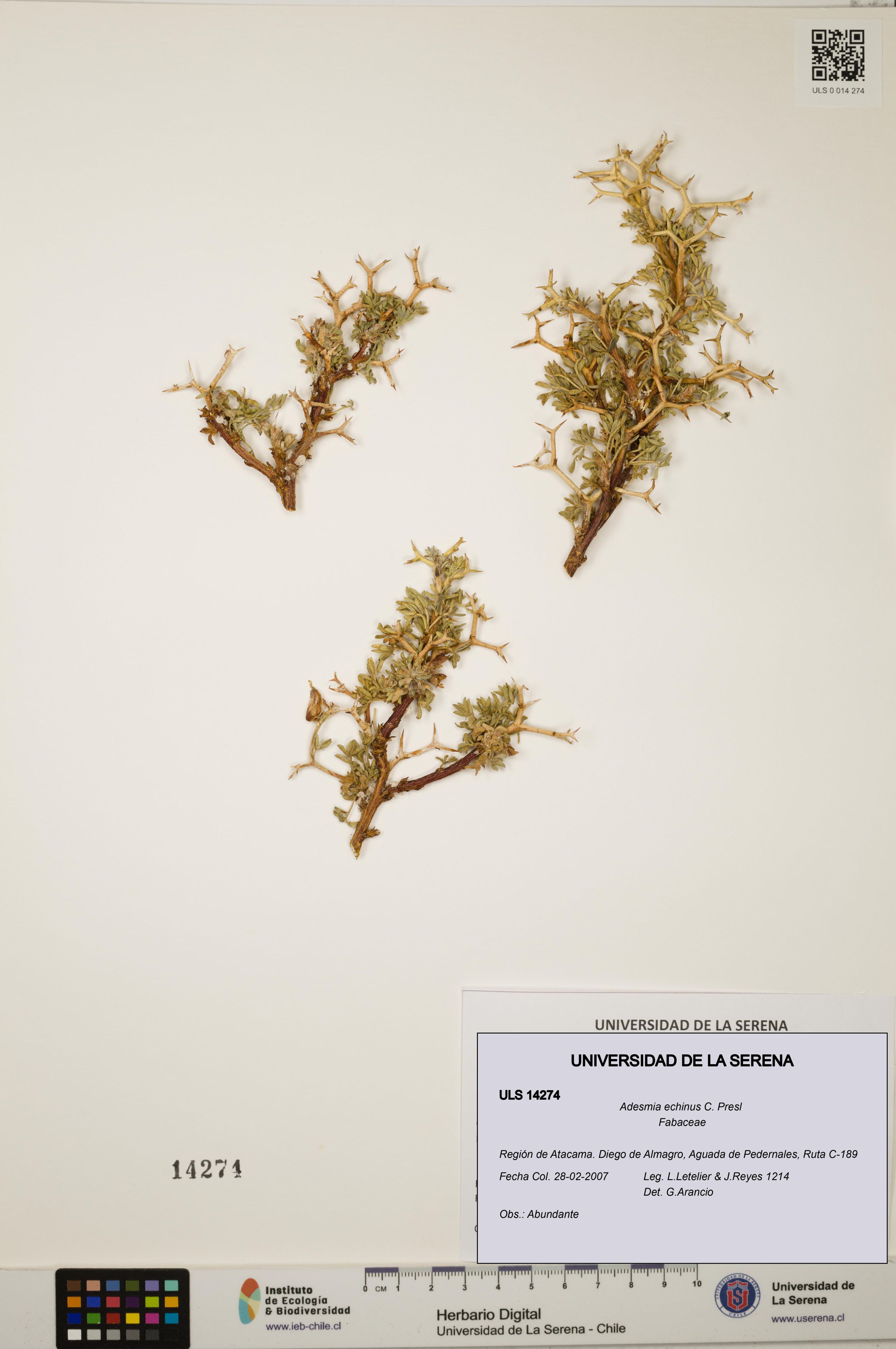 Adesmia echinus [Espécimen: ]
