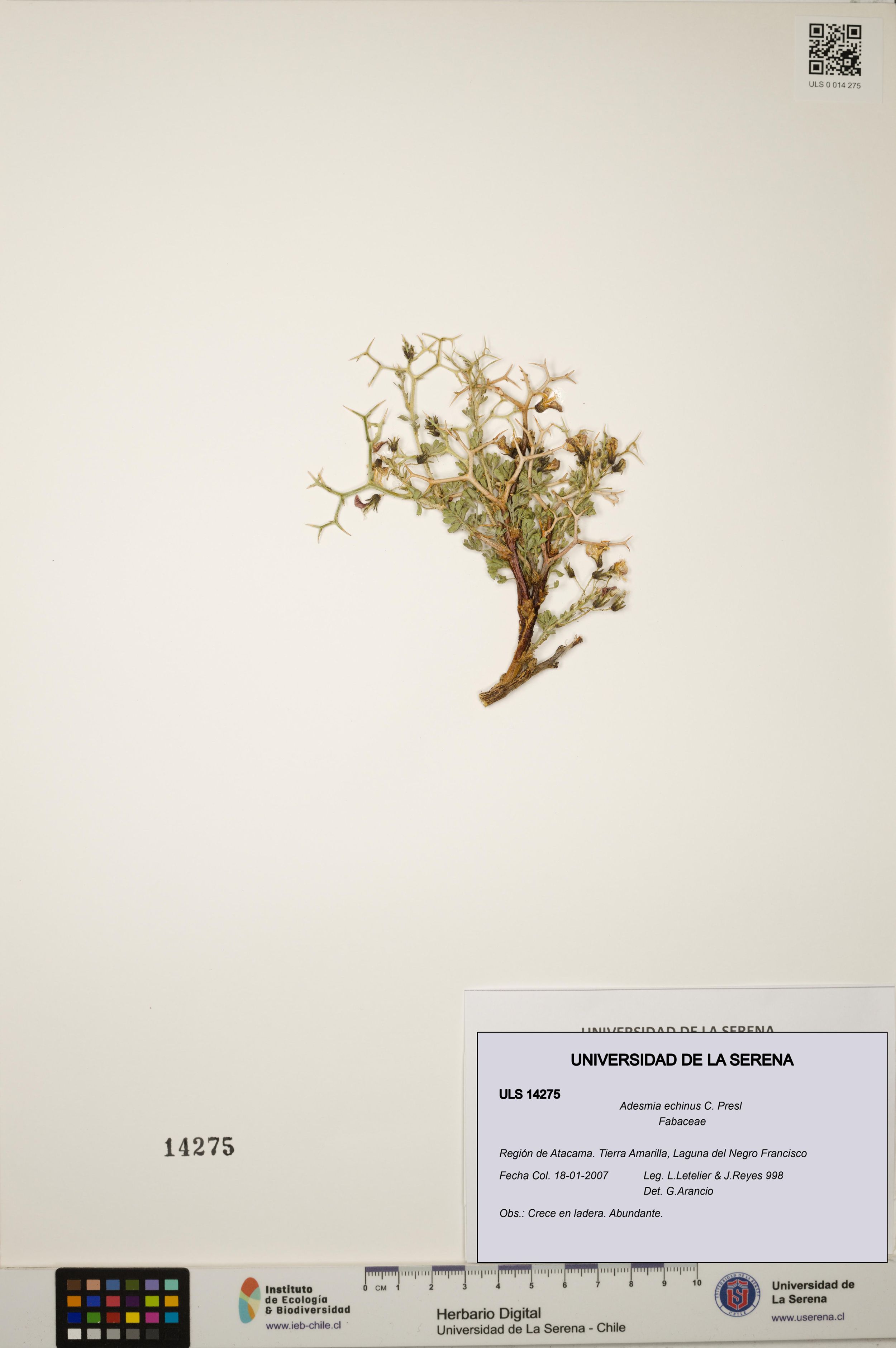 Adesmia echinus [Espécimen: ]