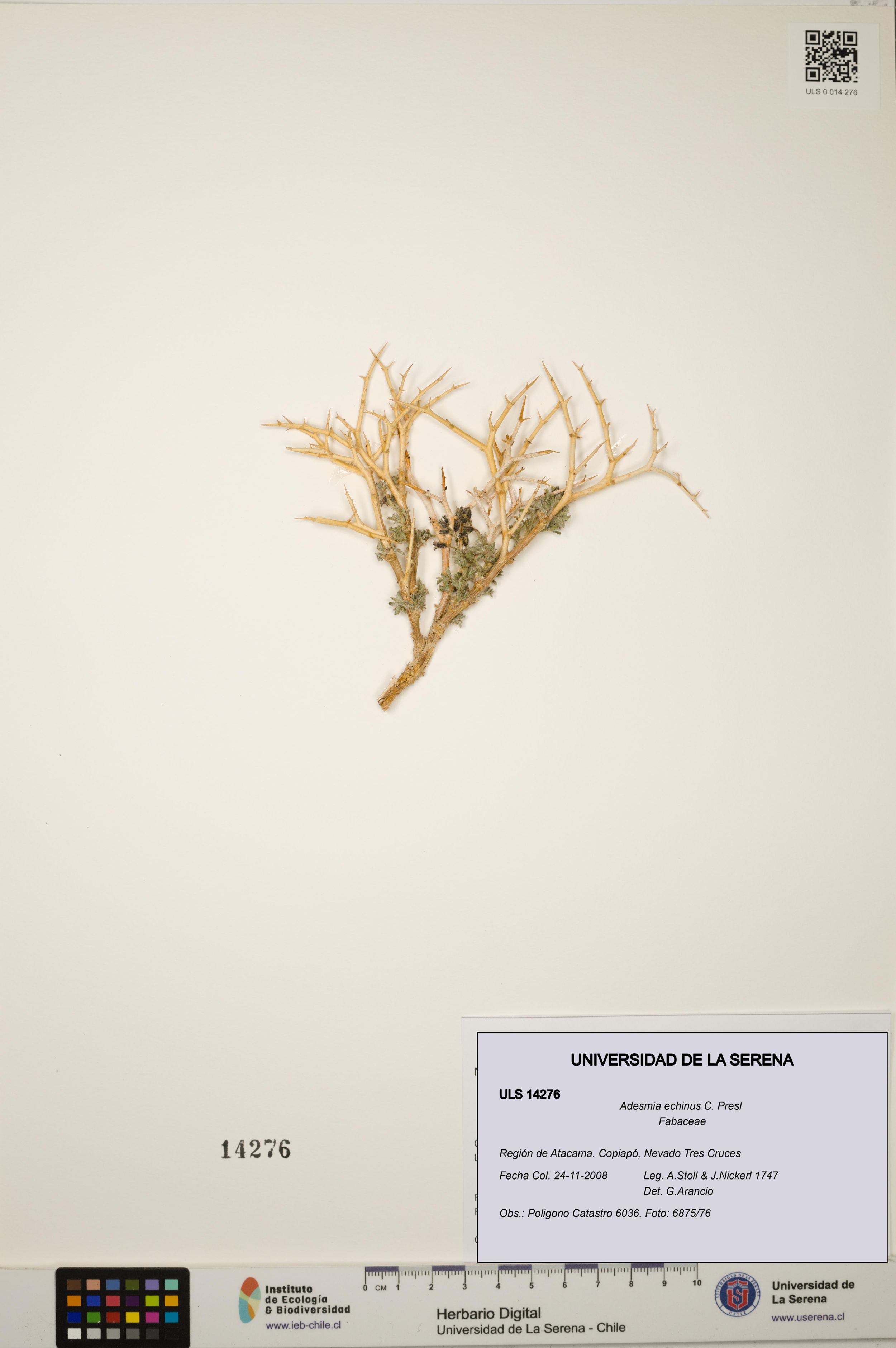 Adesmia echinus [Espécimen: ]