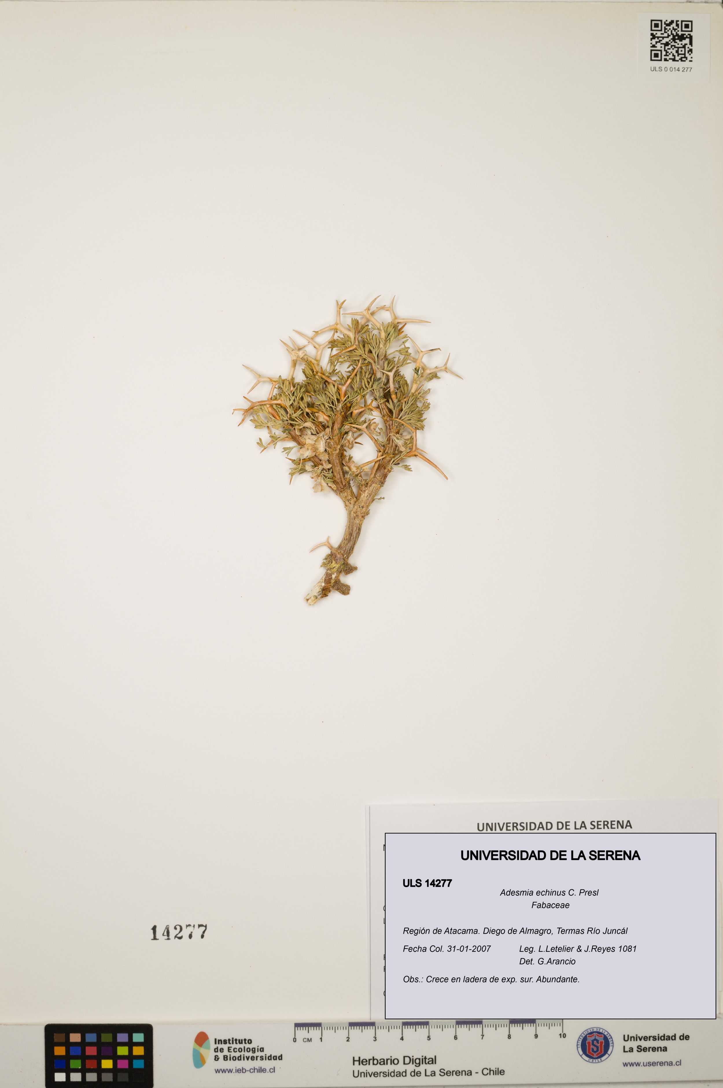 Adesmia echinus [Espécimen: ]
