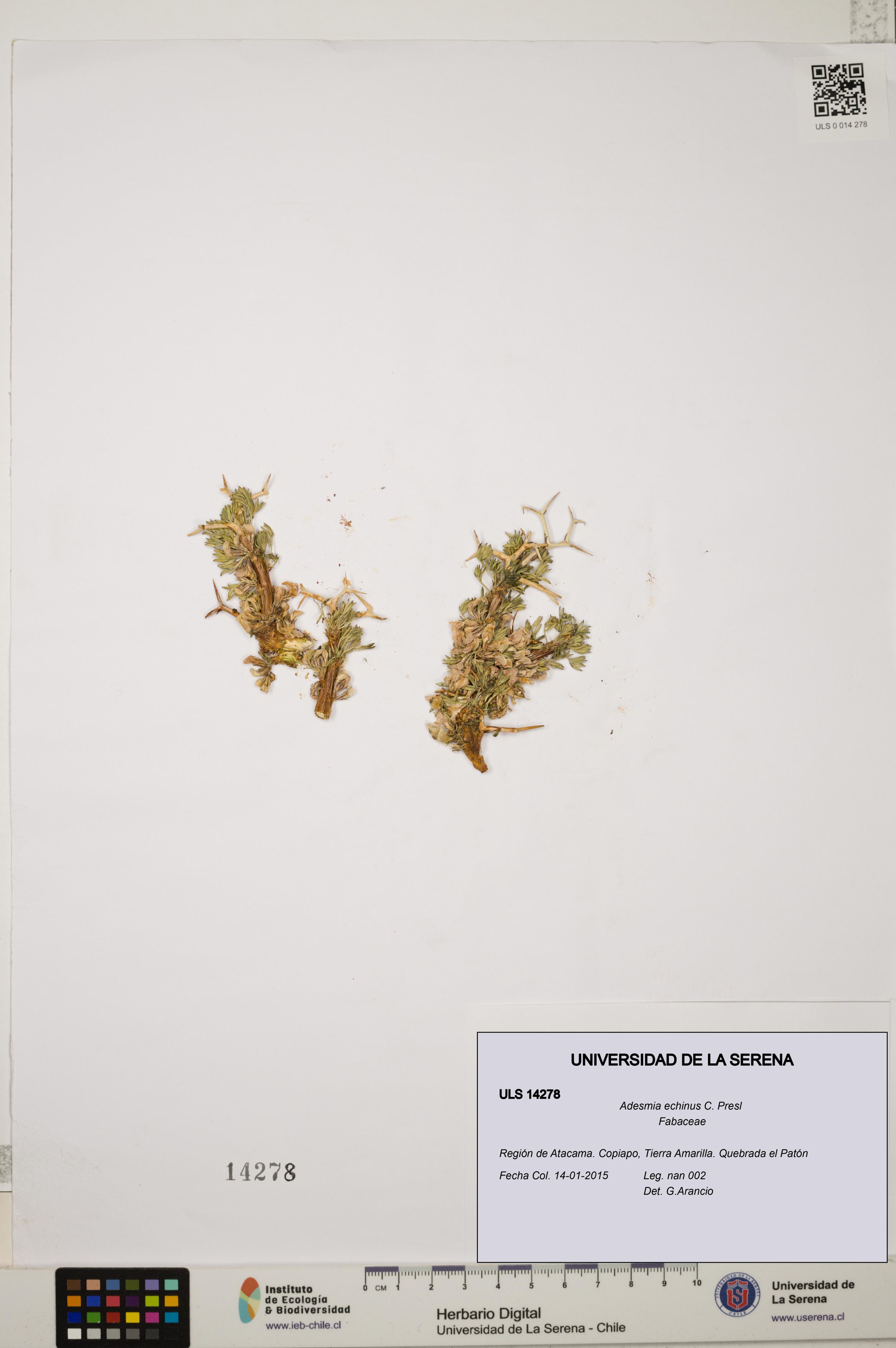Adesmia echinus [Espécimen: ]