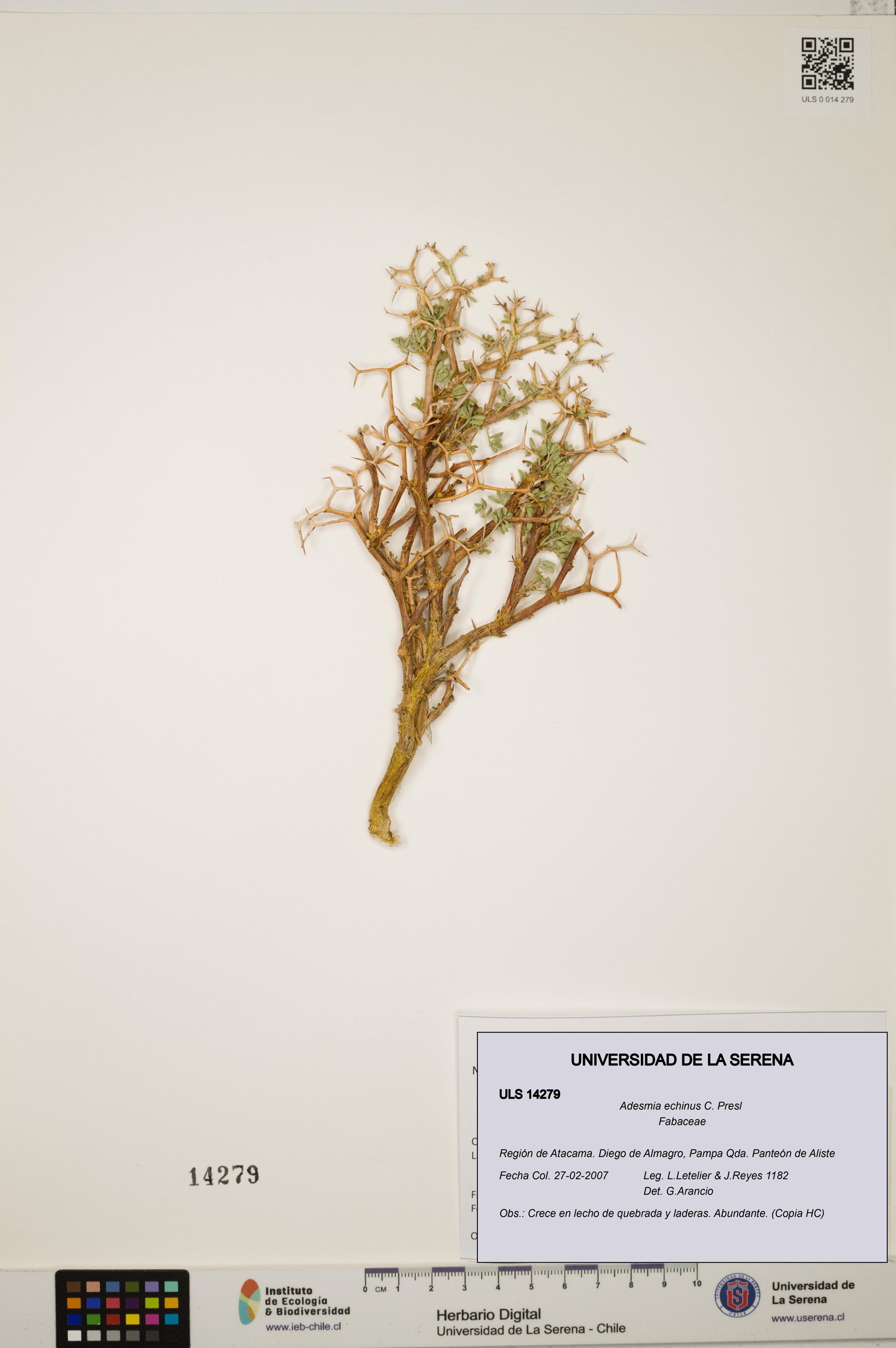 Adesmia echinus [Espécimen: ]